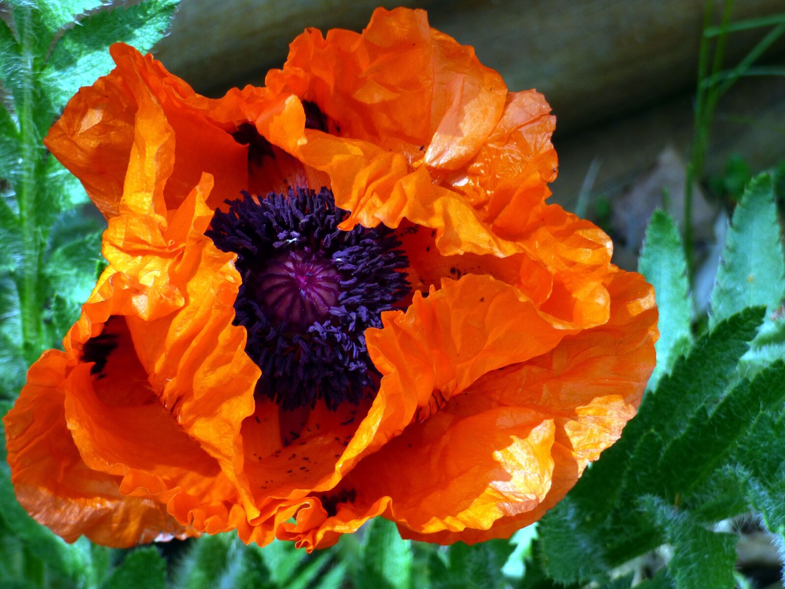 Panasonic DMC-FZ72 sample photo. Flower, poppy, red photography