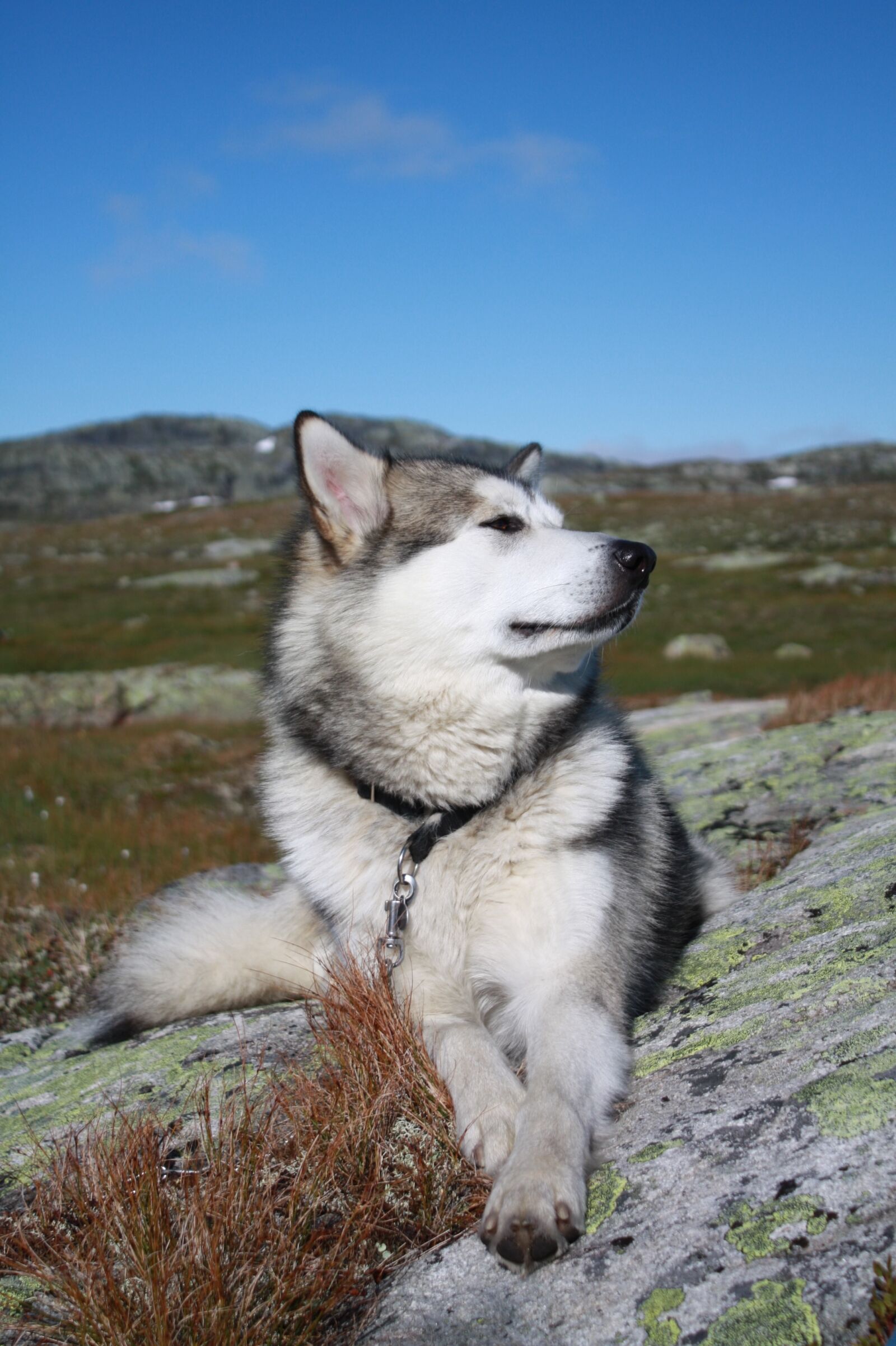 Canon EOS 450D (EOS Rebel XSi / EOS Kiss X2) sample photo. Alaskan malamute, the hardangervidda photography