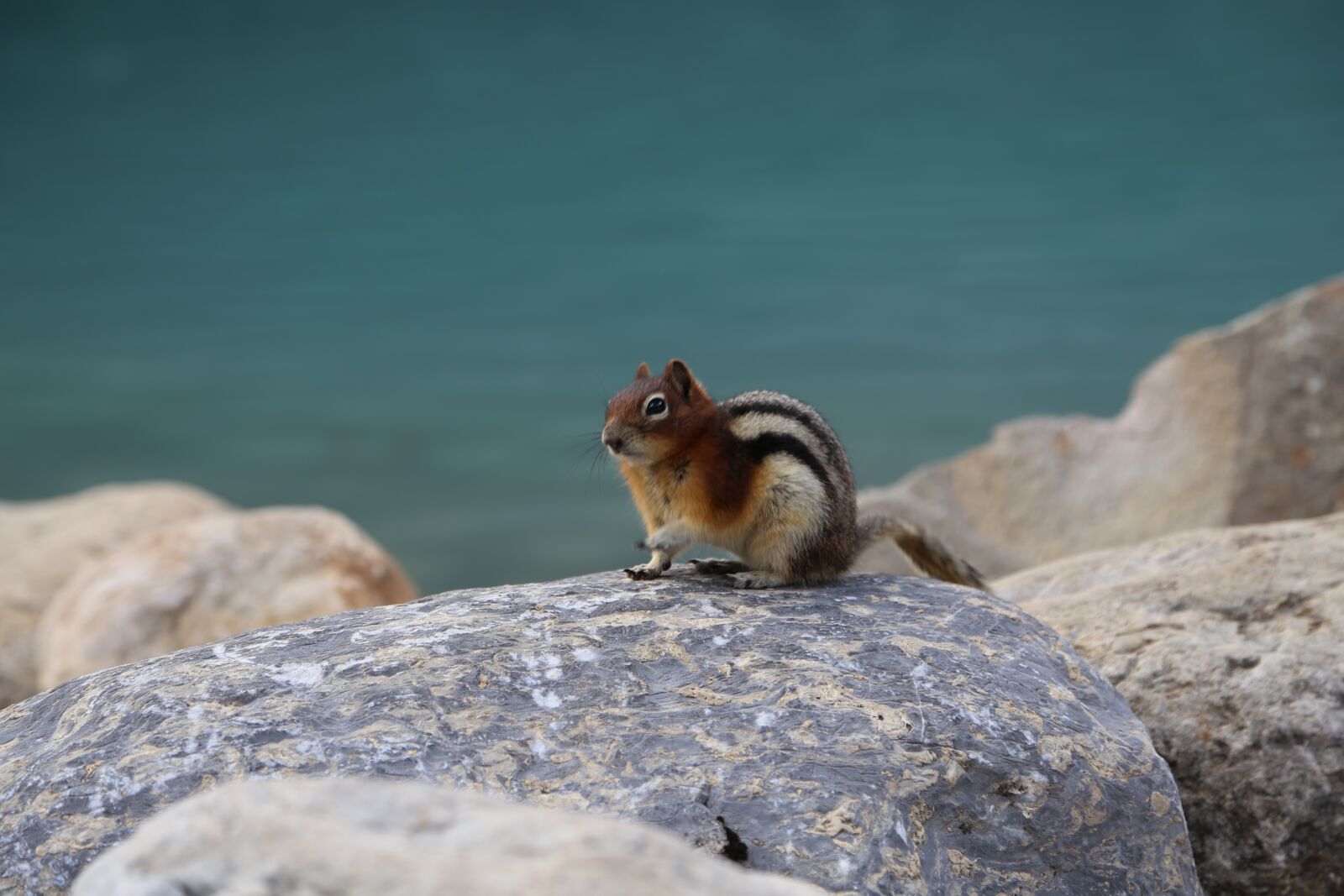 Canon EOS 6D + Canon EF 24-105mm F4L IS USM sample photo. Squirrel, clean console memory photography