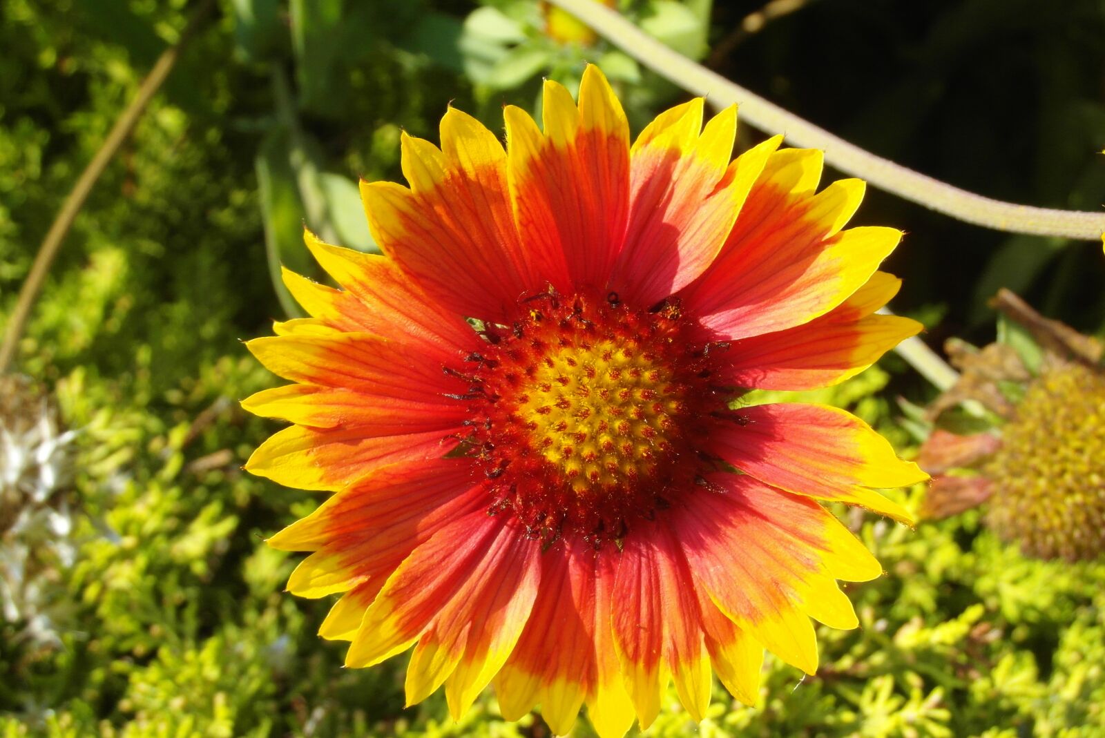 Samsung WB750 sample photo. Gailardia nadobna, the flowers photography