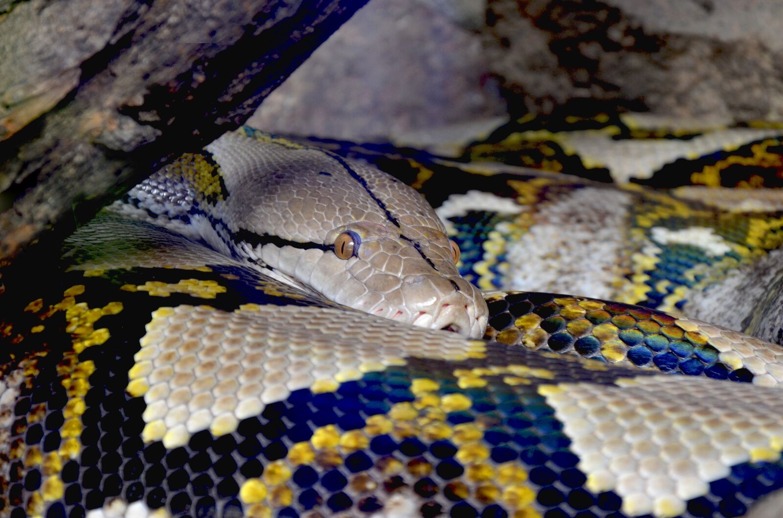 Nikon D5100 sample photo. Python, net python, beauty photography