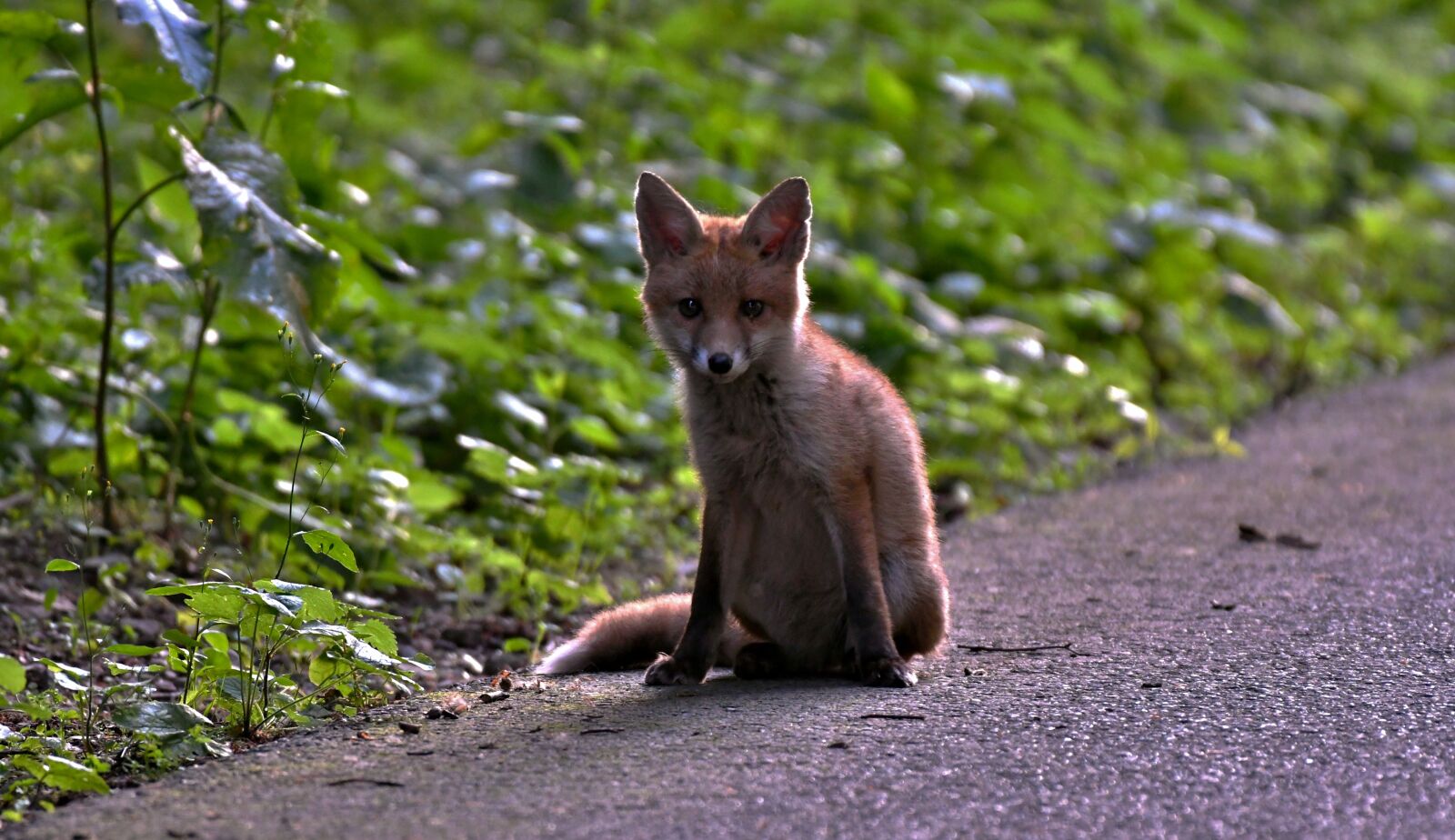Nikon D500 sample photo. Her, fox, animal photography