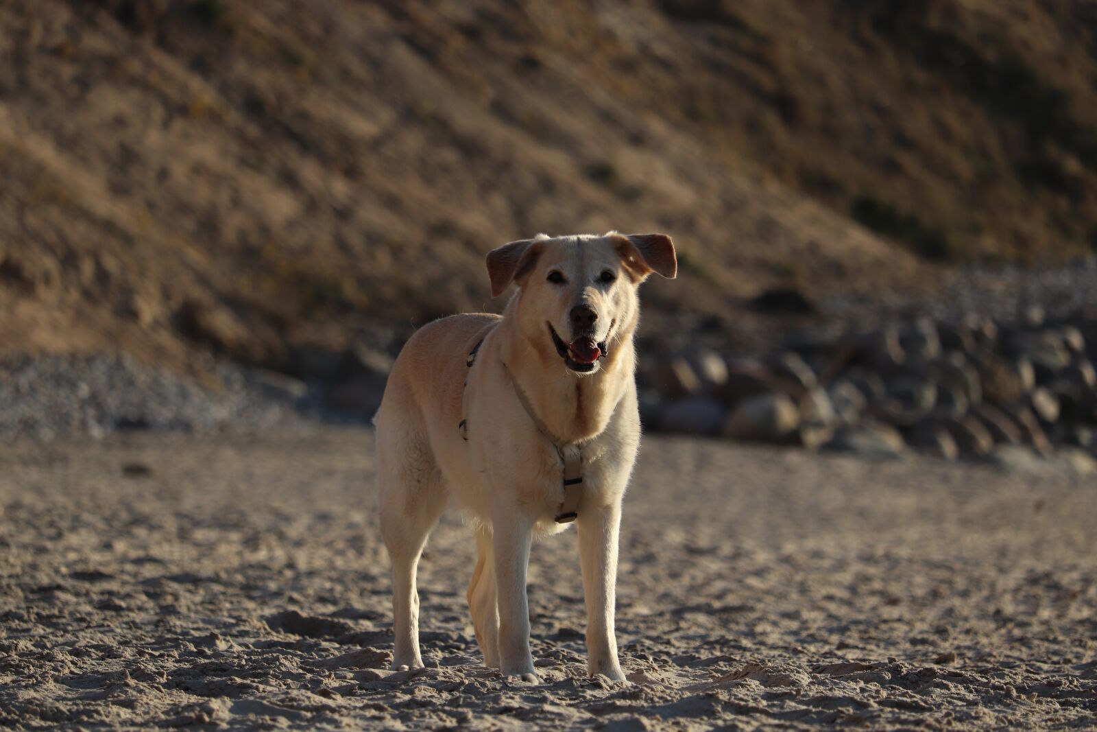 Canon EF-S 55-250mm F4-5.6 IS STM sample photo. Dog, beach, pet photography