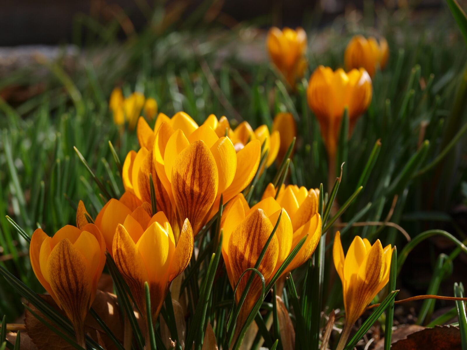 Olympus E-450 (EVOLT E-450) sample photo. Crocus, yellow, bloom photography