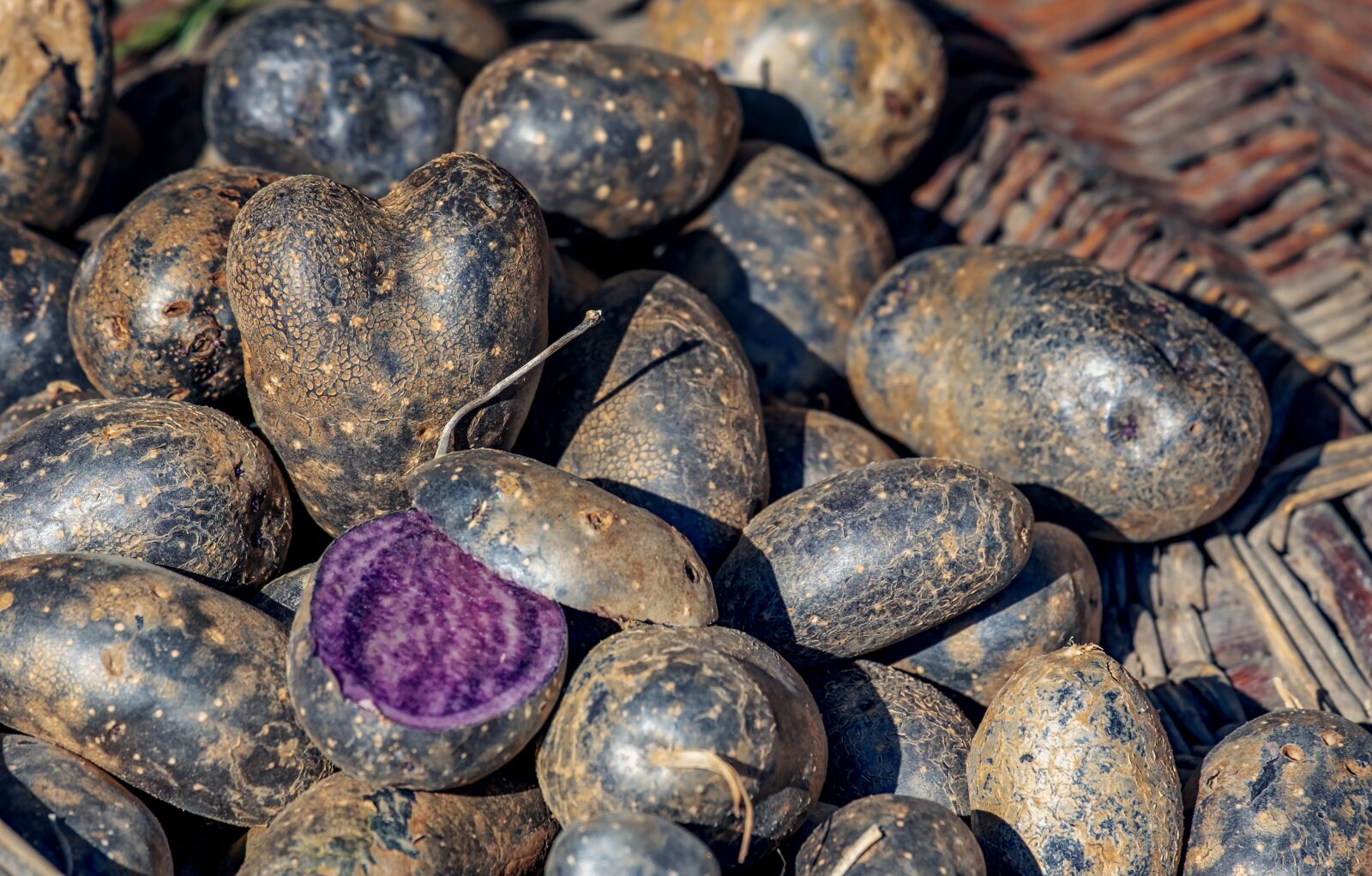 Fujifilm XF 55-200mm F3.5-4.8 R LM OIS sample photo. Potatoes, vitelotte, delicacy photography