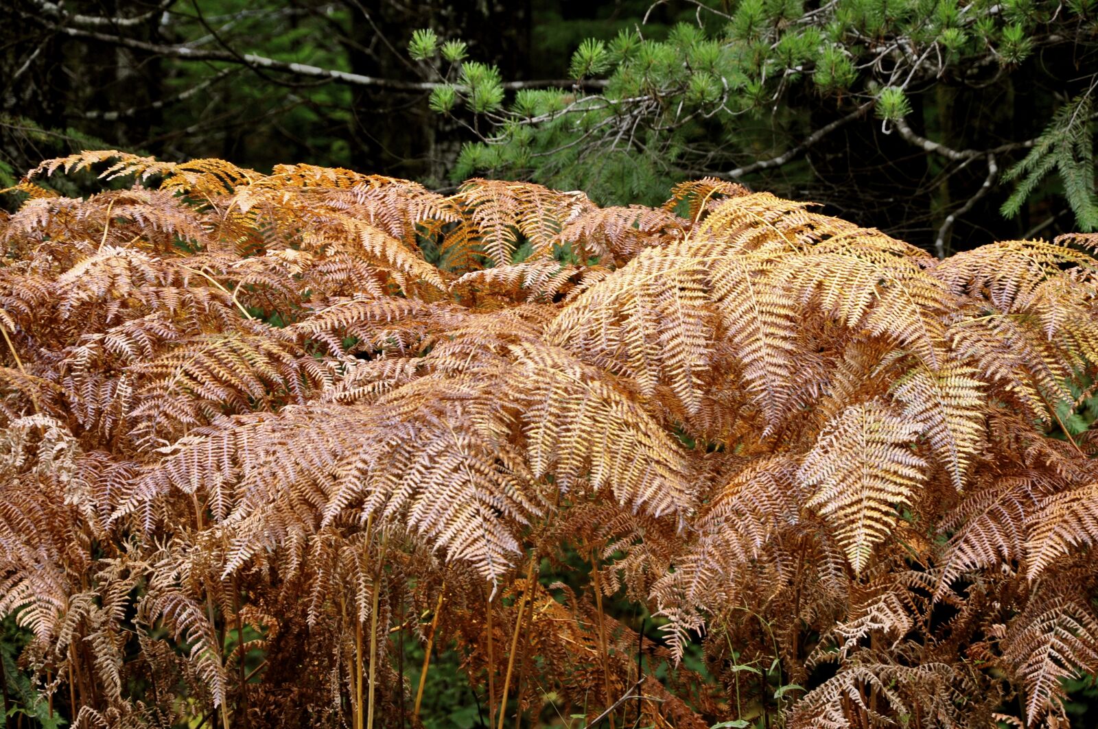 Nikon D90 sample photo. Ferns, fall, nature photography