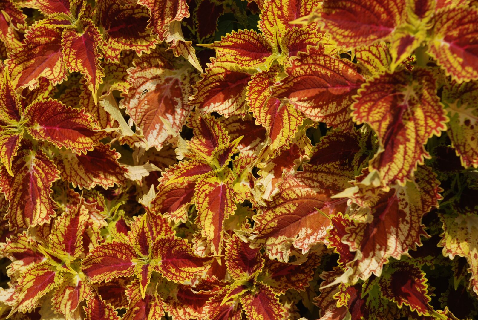 Nikon D80 sample photo. Leaves, wilderness, environment photography