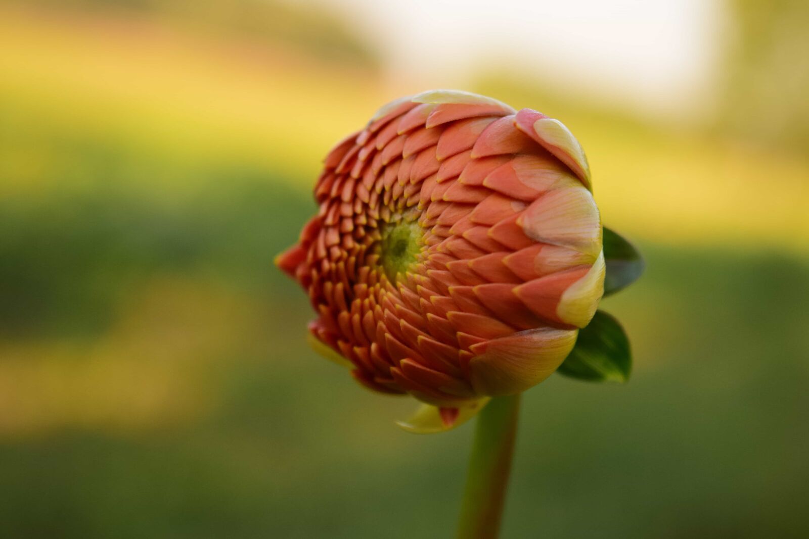 Nikon D3300 sample photo. Flower, summer, leaf, nature photography