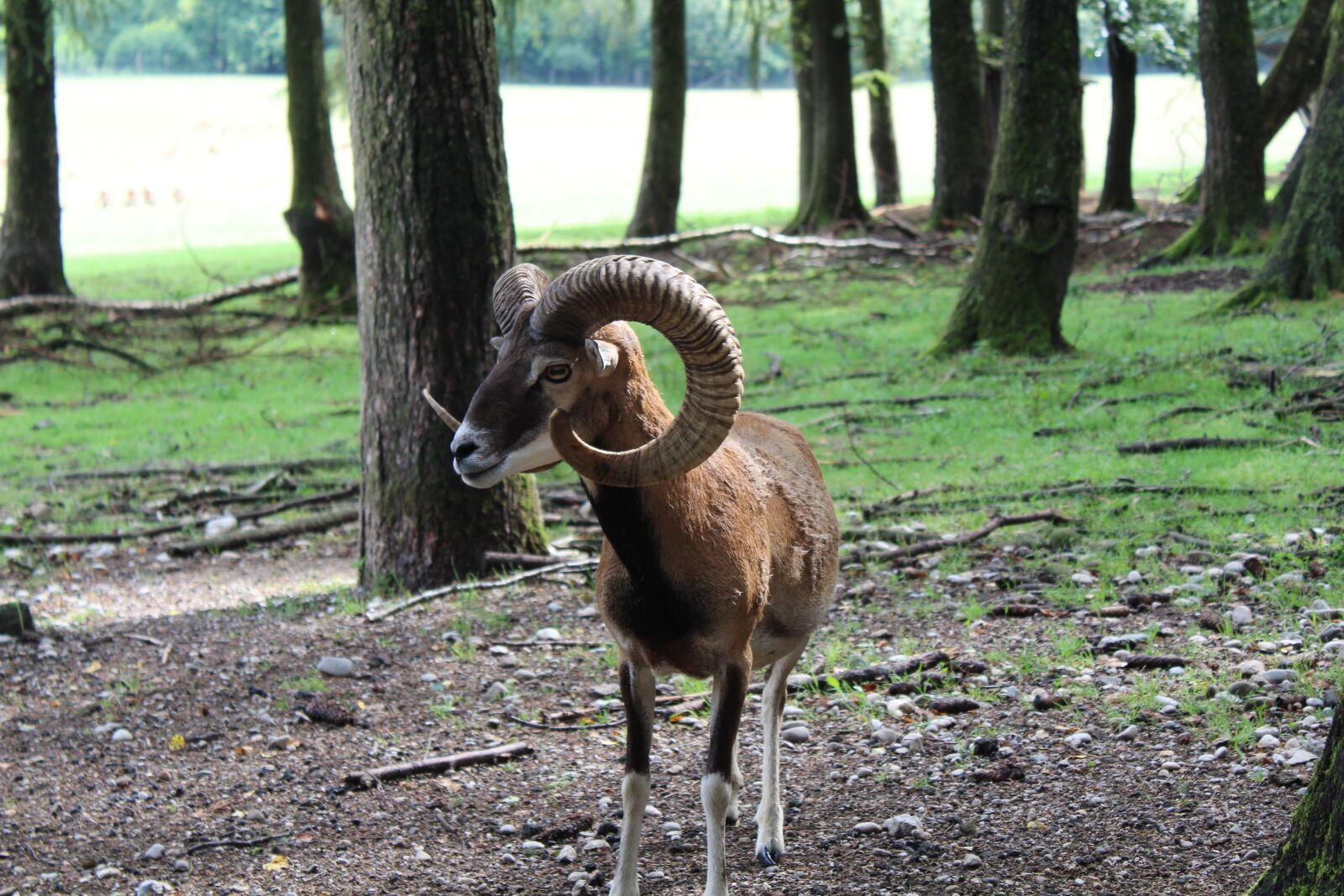 Canon EOS 1300D (EOS Rebel T6 / EOS Kiss X80) sample photo. Billy goat, horns, goat photography
