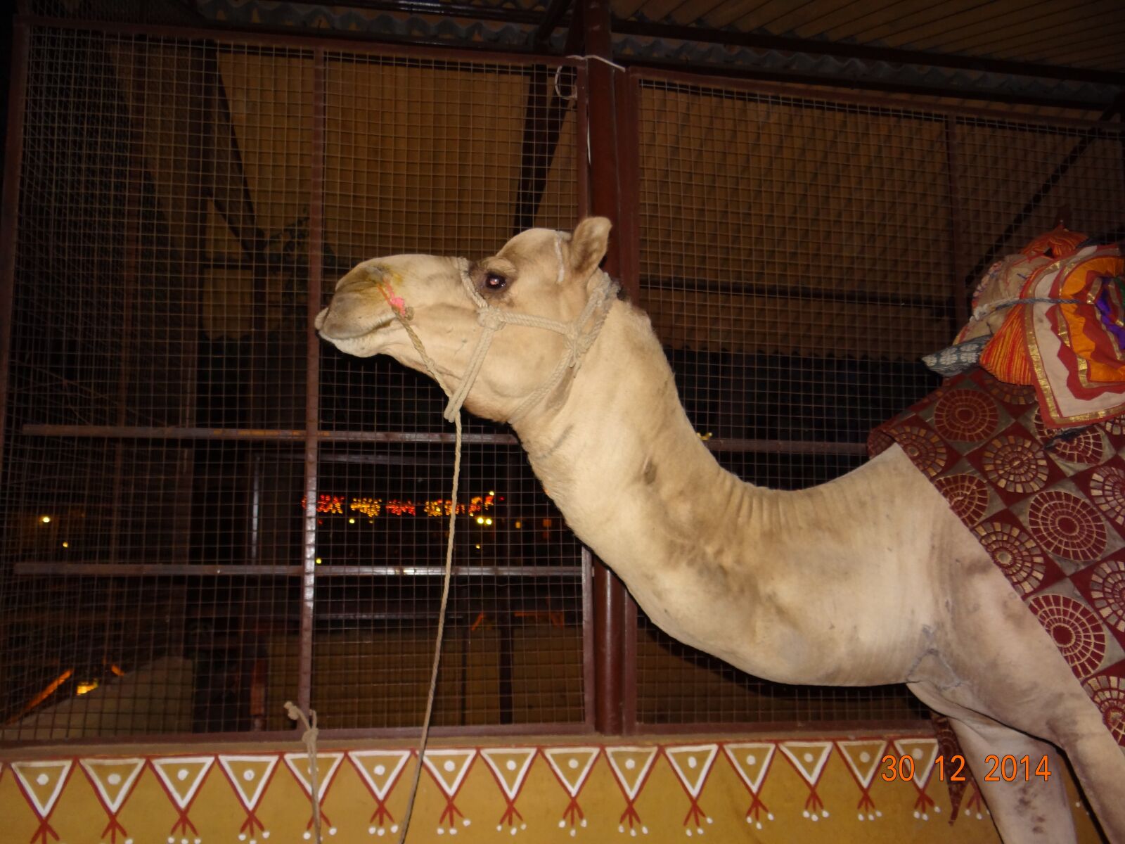 Sony Cyber-shot DSC-HX100V sample photo. Camel, ride, desert photography