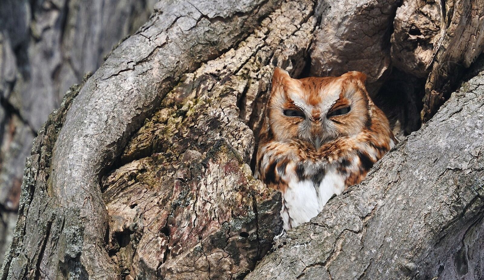 Nikon D850 sample photo. Owl, tree, wildlife photography