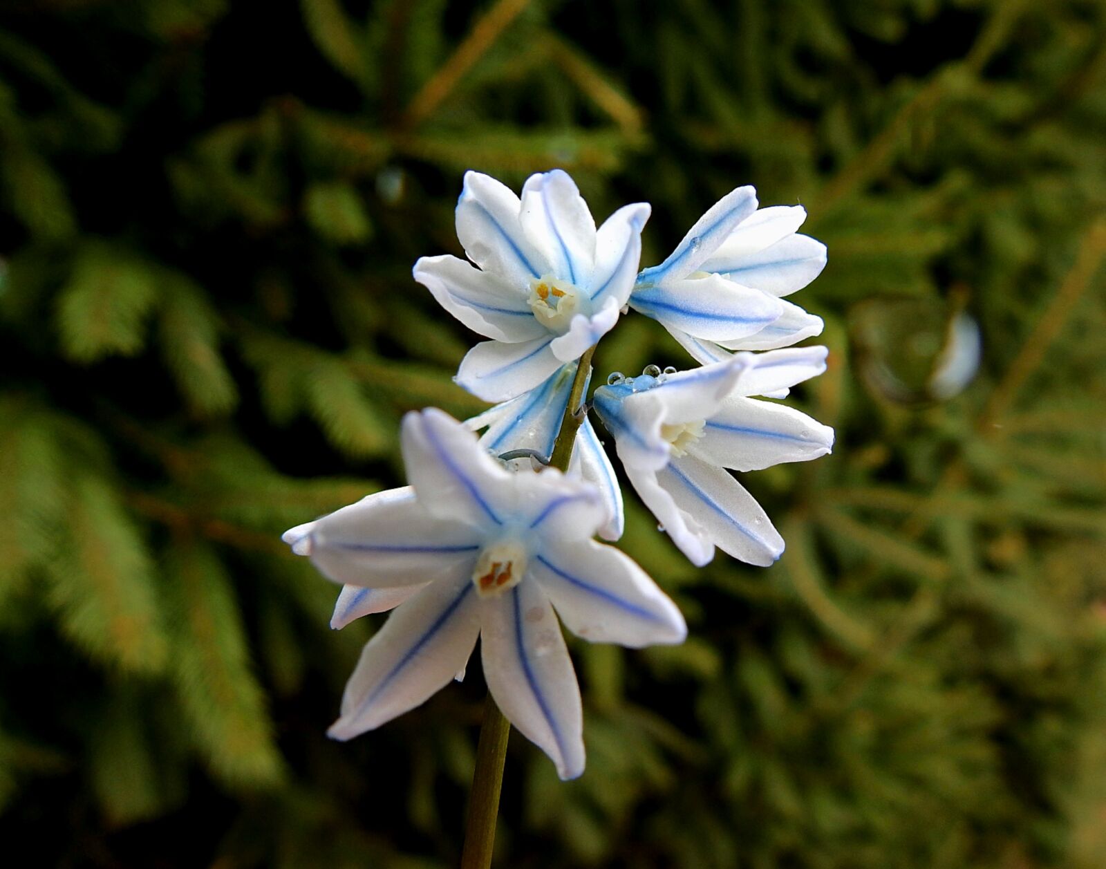 Nikon Coolpix P900 sample photo. Flowers, early spring, beauty photography
