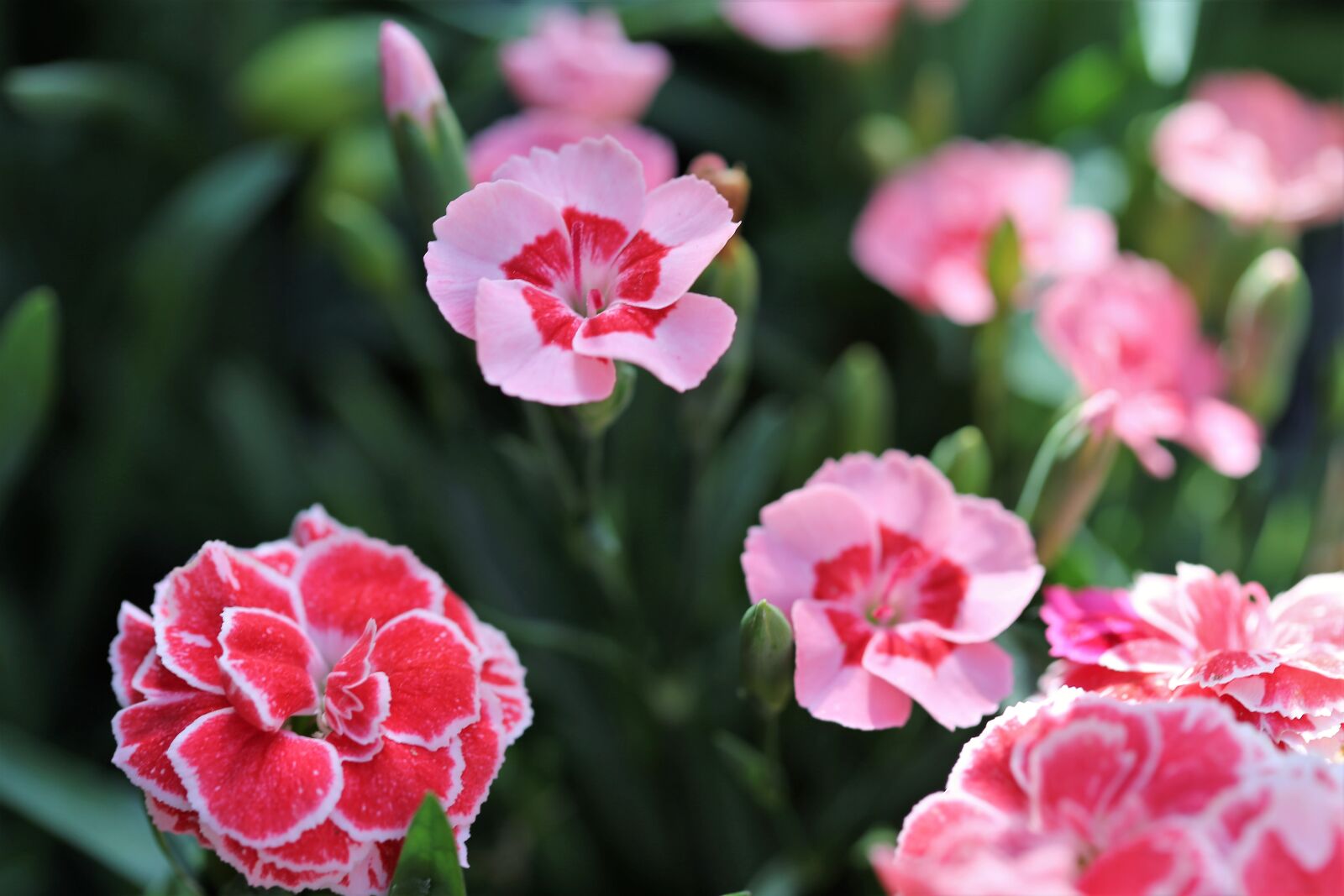 Canon EOS 6D + Canon EF 100mm F2.8 Macro USM sample photo. Pink carnations, flowers, blooming photography
