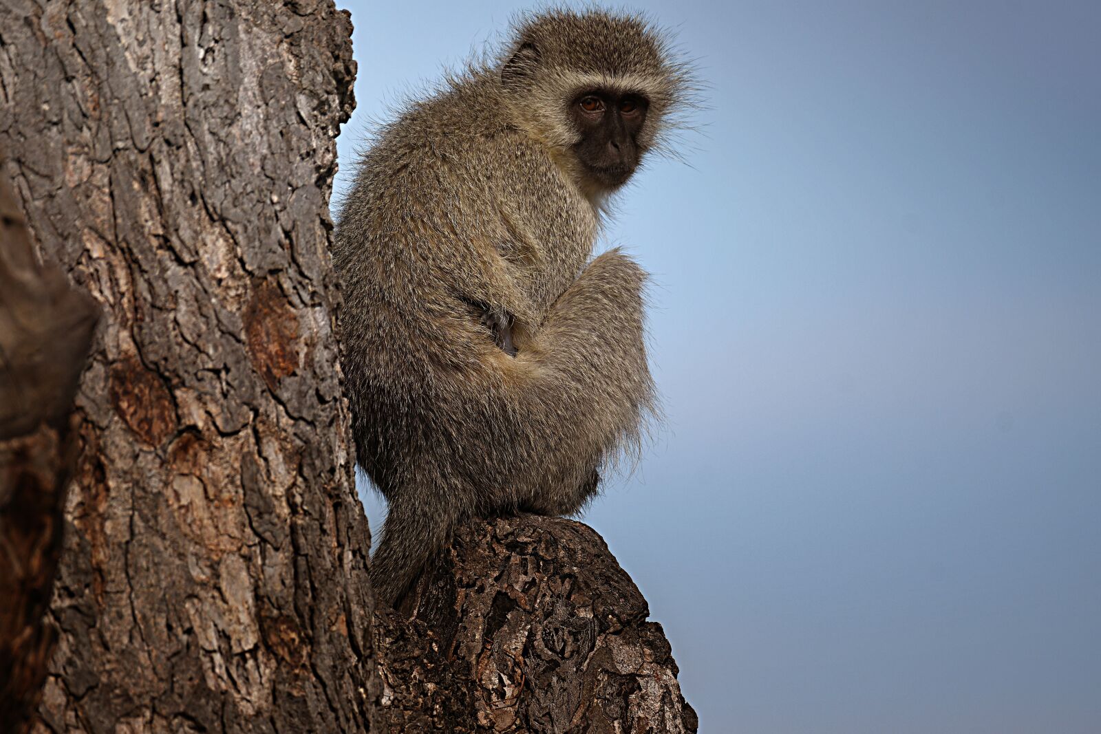 Nikon D500 sample photo. South africa, safari, animal photography