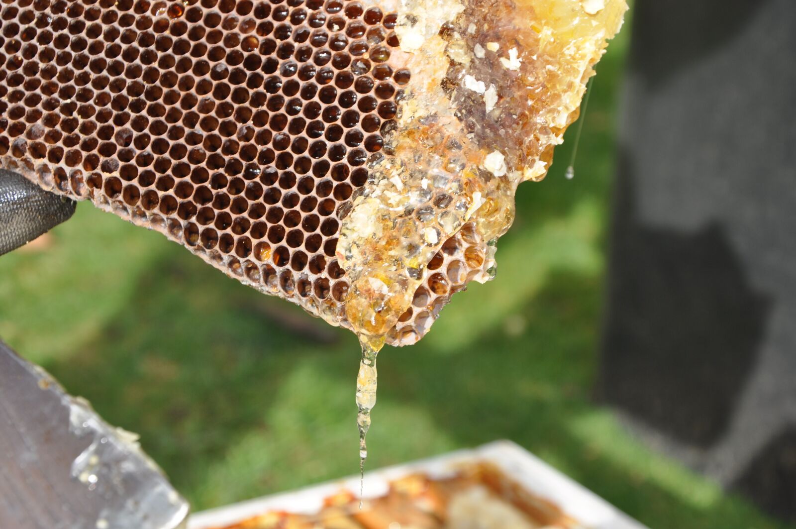 Nikon D5000 sample photo. Beekeeper, combs, honey photography