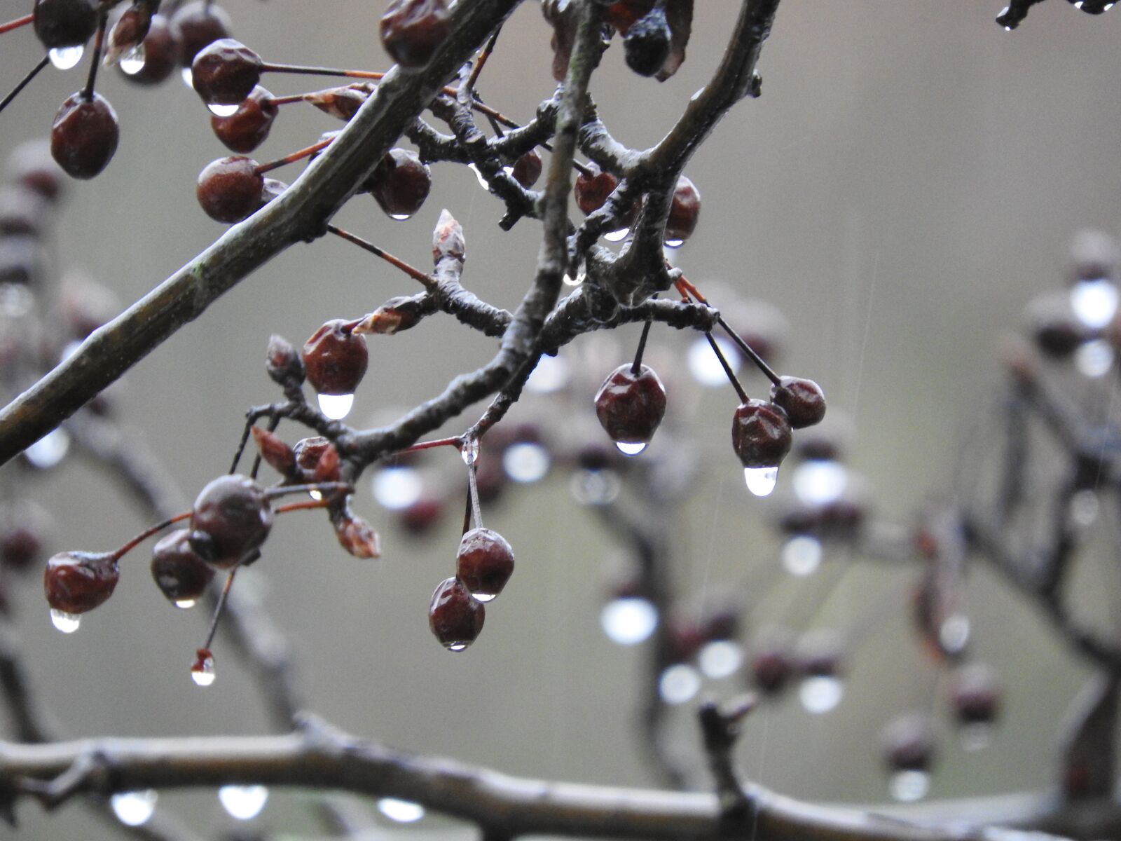 Nikon Coolpix P610 sample photo. Tree, nature, rain photography