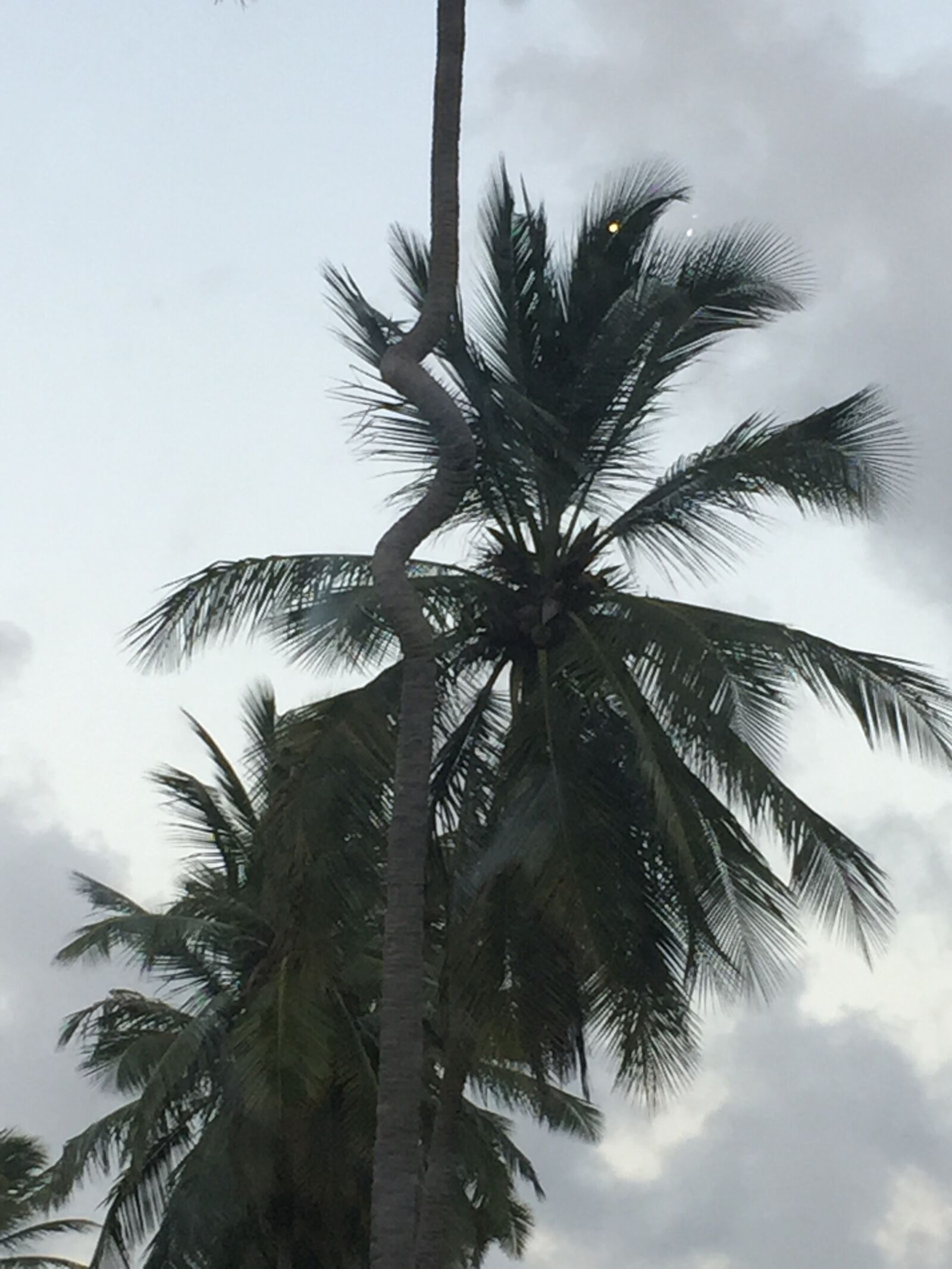 iPhone 6 back camera 4.15mm f/2.2 sample photo. Coconut tree, exotic, cloudy photography