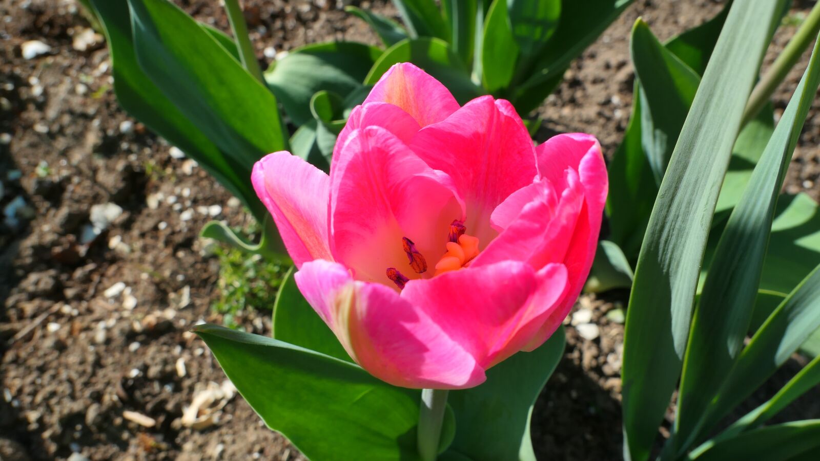 Panasonic Lumix DMC-LX10 (Lumix DMC-LX15) sample photo. Tulip, flower, spring photography