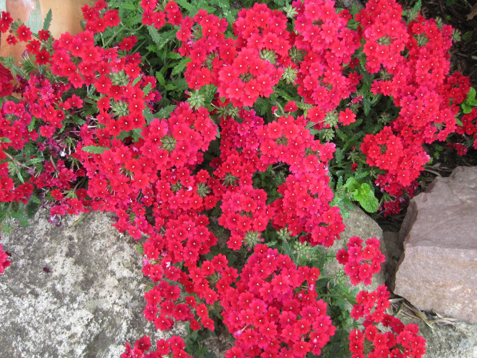 Canon PowerShot SD1200 IS (Digital IXUS 95 IS / IXY Digital 110 IS) sample photo. Flowers, red, field photography