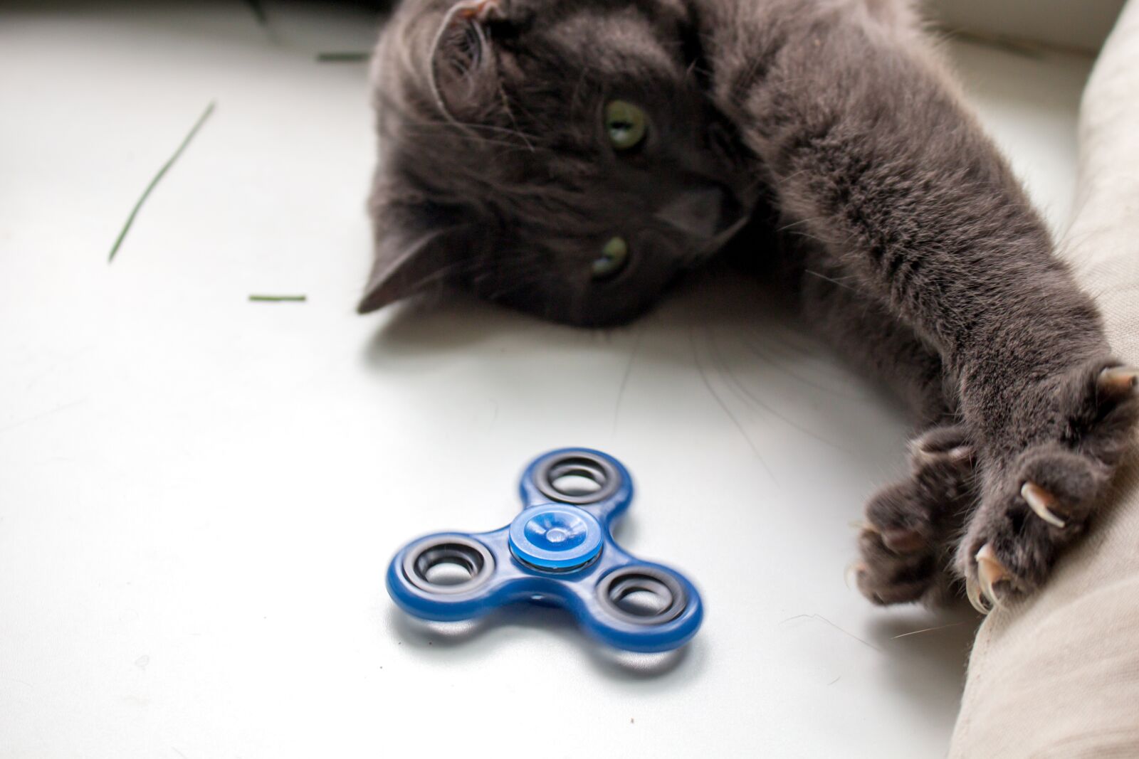 Canon EOS 100D (EOS Rebel SL1 / EOS Kiss X7) sample photo. Spinner, cat, toy photography