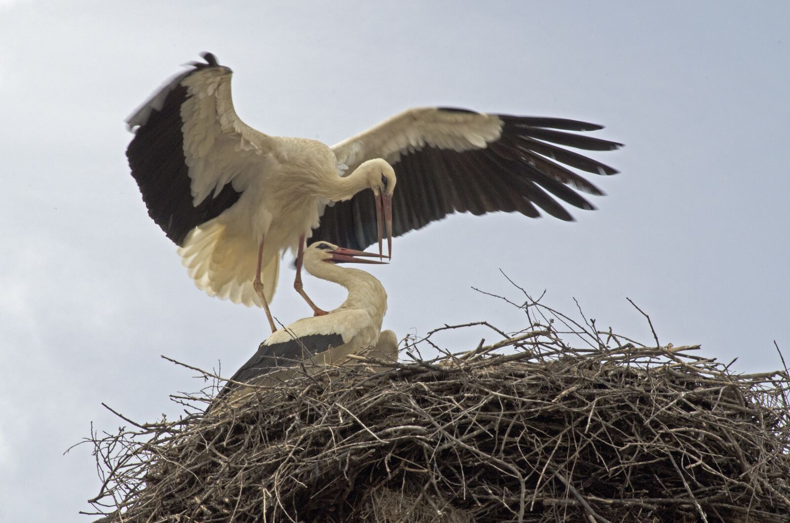 Nikon D5100 sample photo. Storks, migrating birds, bulgaria photography