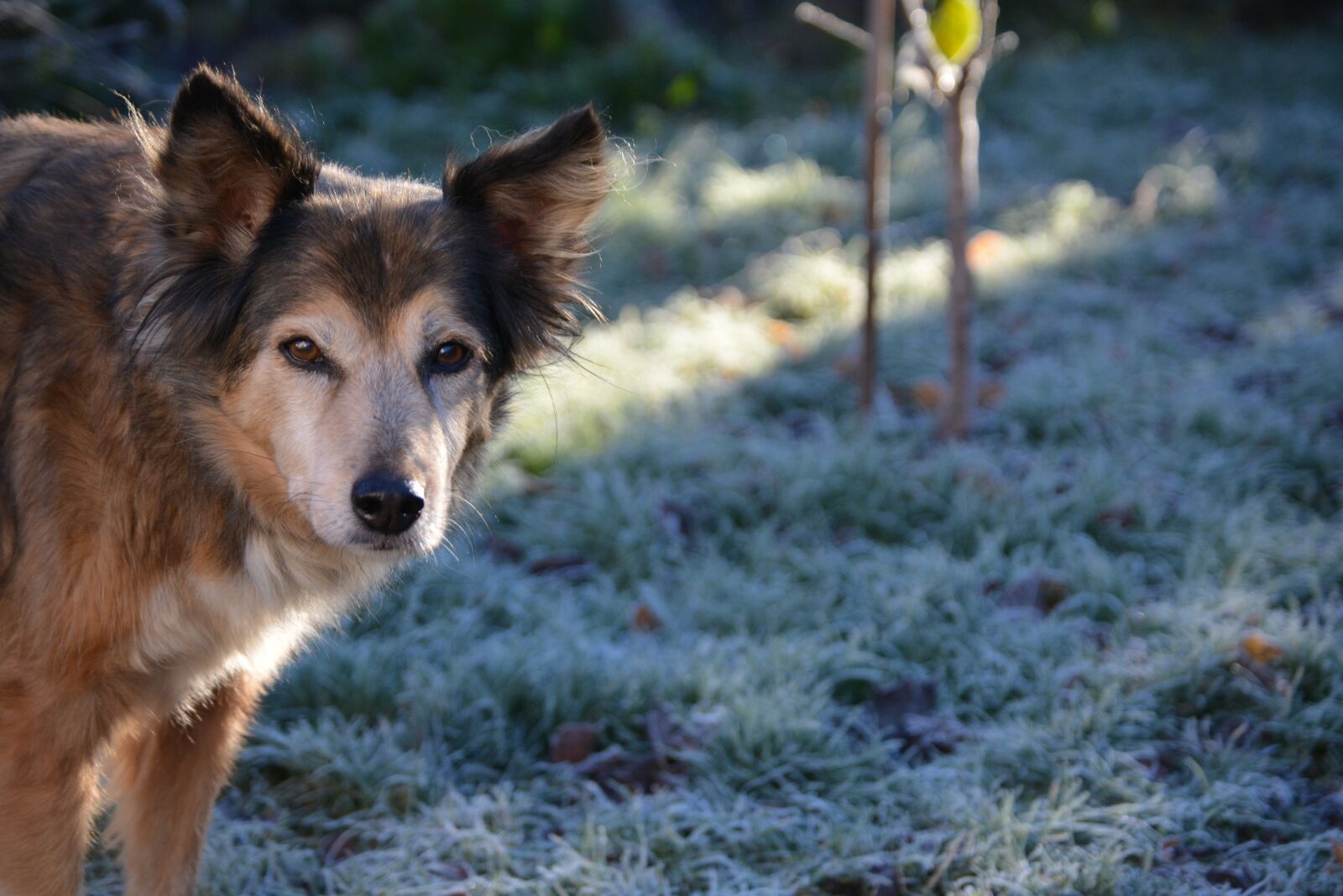 Nikon D5200 sample photo. Dog, hybrid, winter photography