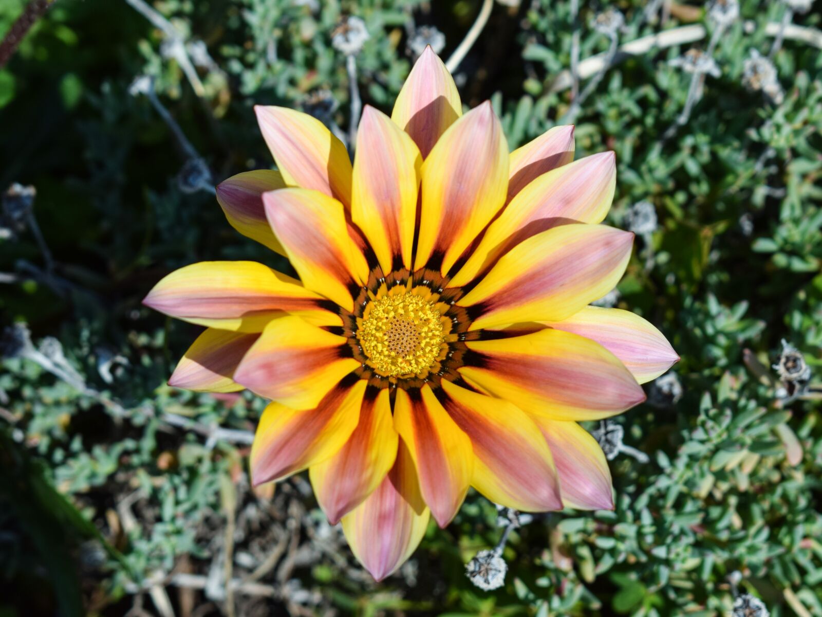 Nikon D3300 sample photo. Gazania, flower, colorful photography