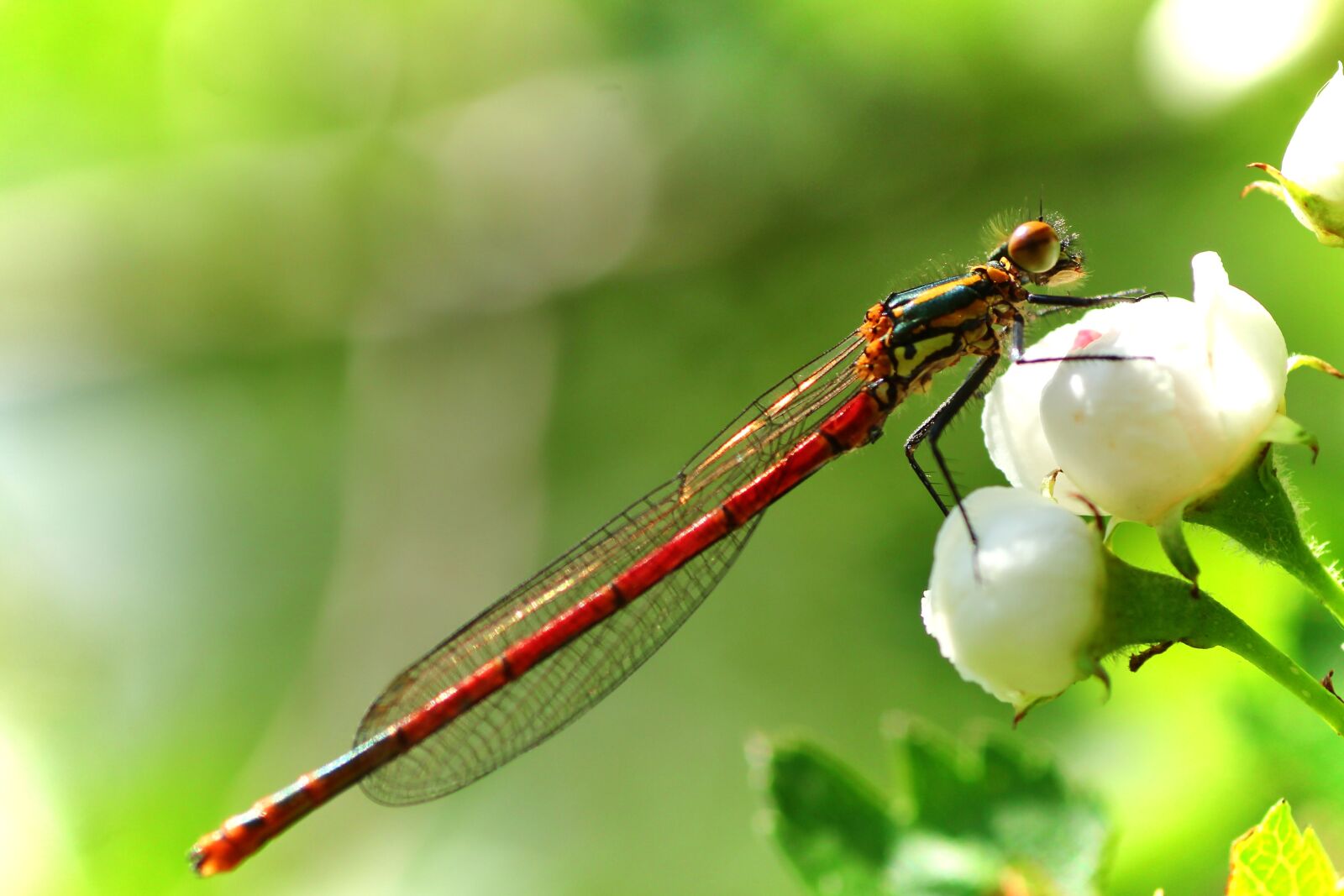 Tamron SP 90mm F2.8 Di VC USD 1:1 Macro sample photo. Pyrrhosama nymphula, dragonfly, adonis photography
