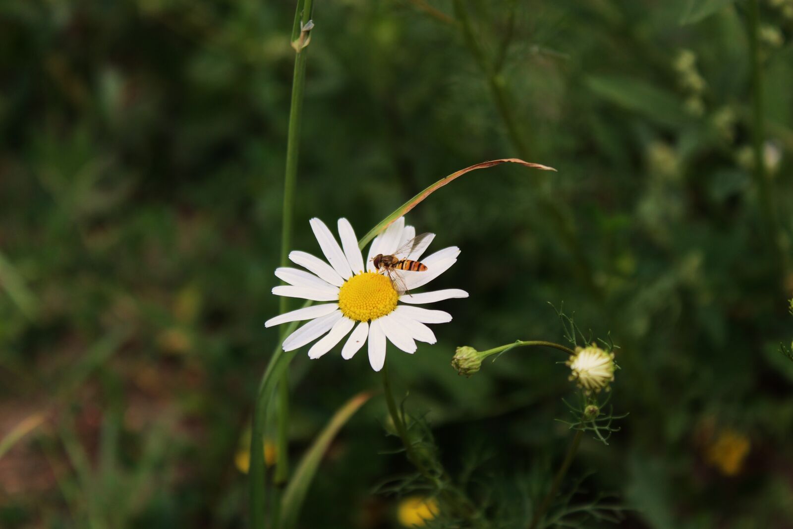 Canon EOS 1300D (EOS Rebel T6 / EOS Kiss X80) sample photo. Daisy, the flower of photography