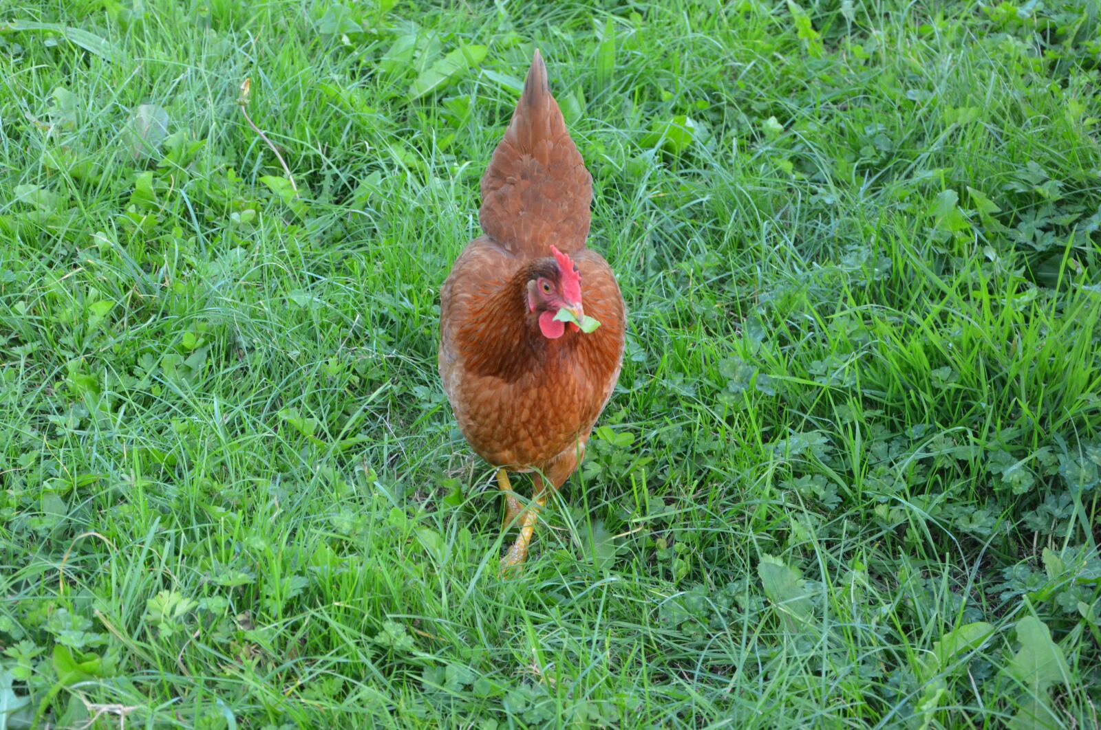 Nikon D5200 sample photo. Hen, red hen, eat photography