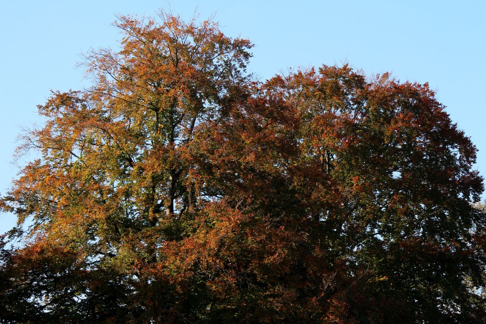 Canon EF-S 55-250mm F4-5.6 IS II sample photo. Trees, autumn mood, autumn photography