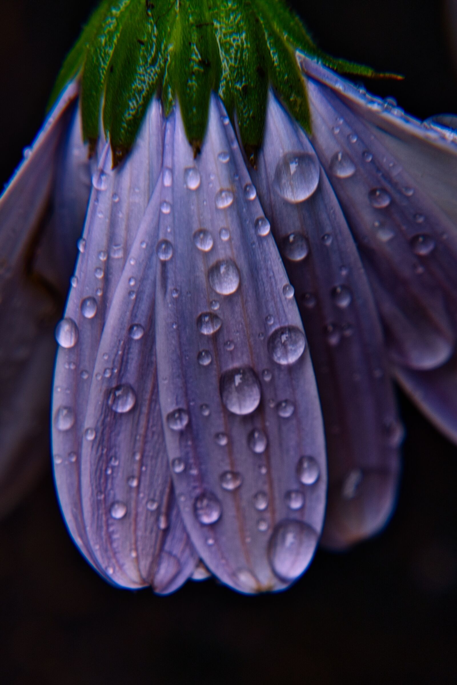 Sony a6400 sample photo. Blossom, bloom, rain photography
