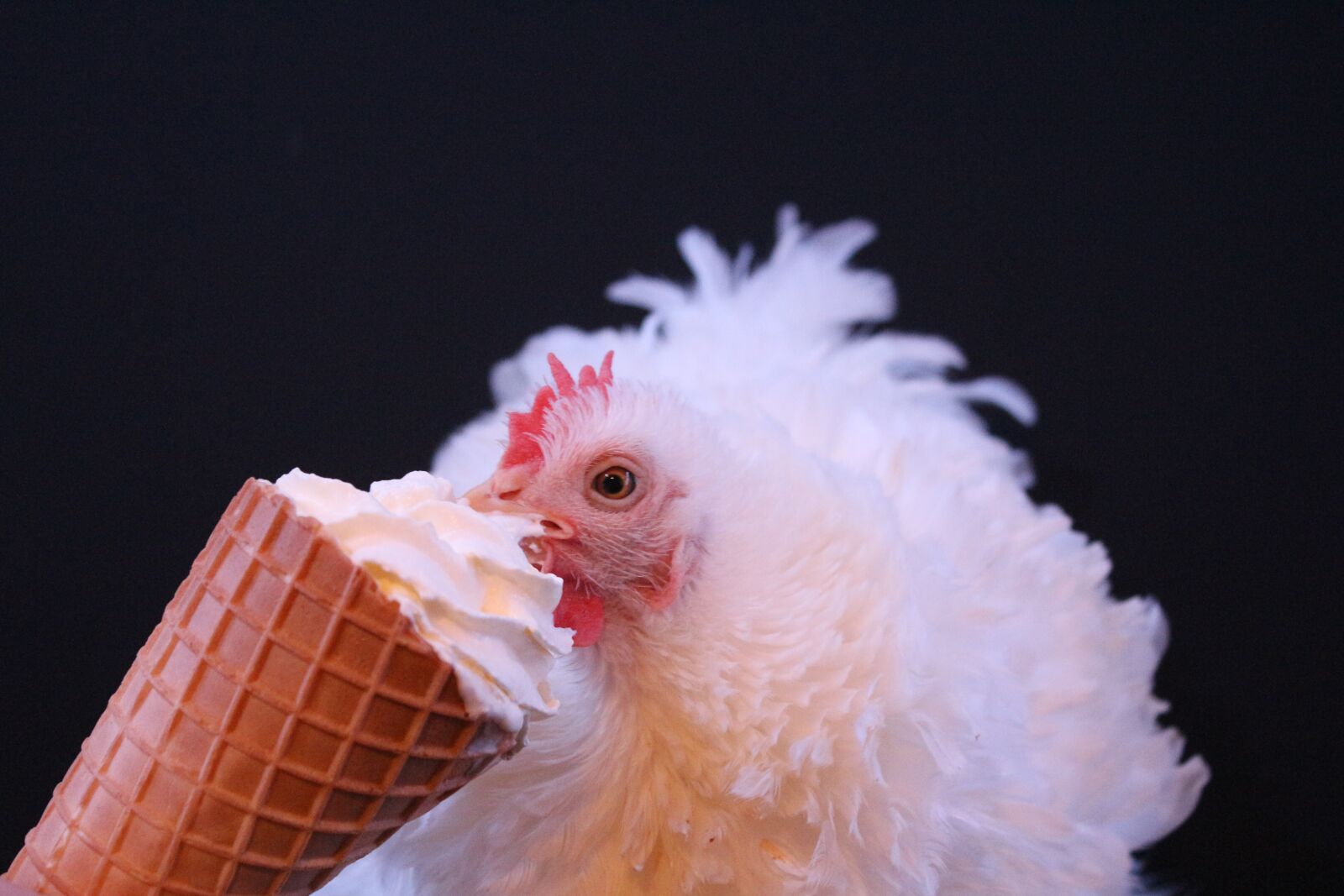 Canon EF-S 18-55mm F3.5-5.6 IS sample photo. Chicken, hen, poultry photography