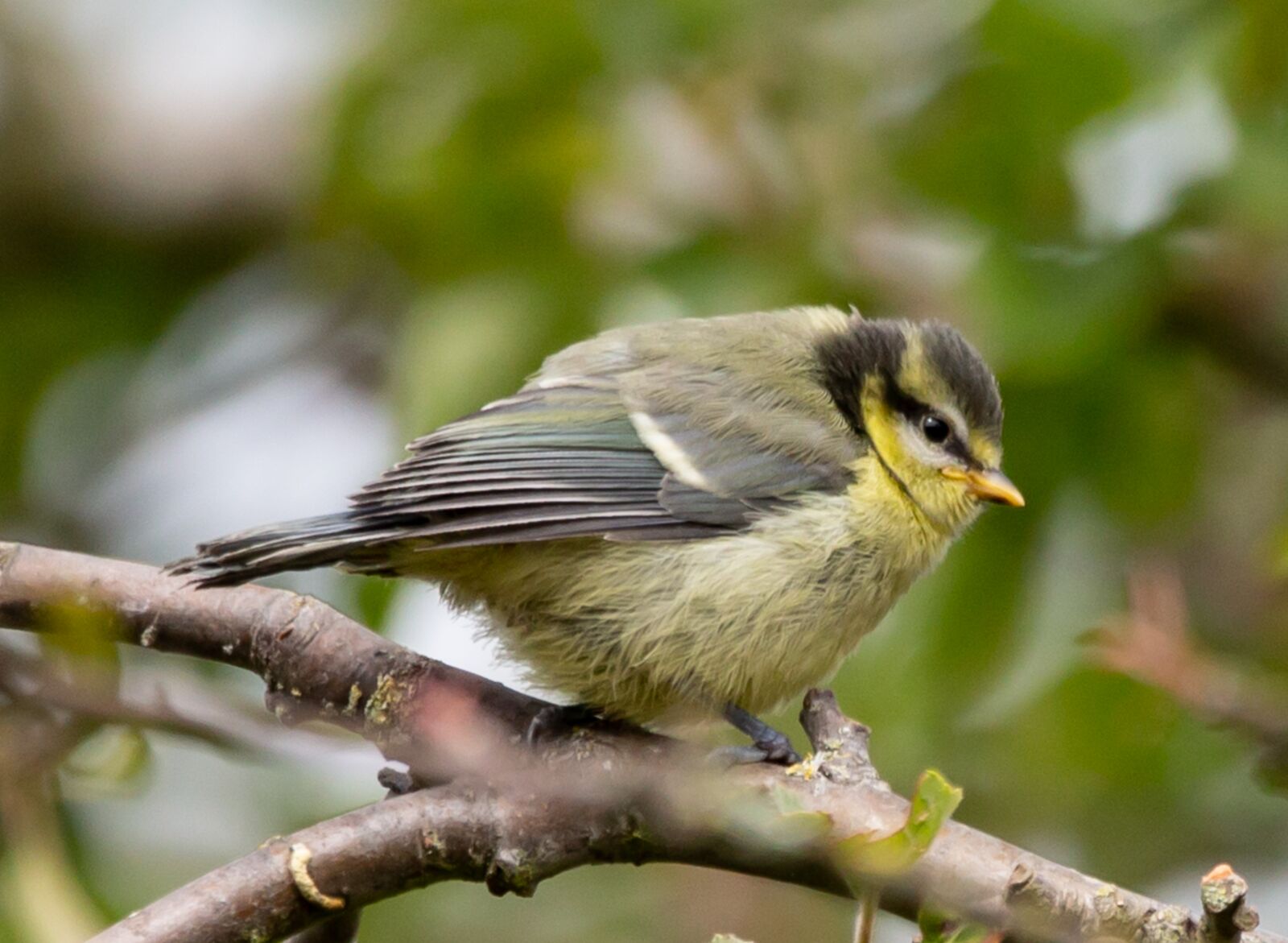 Canon EOS 5D Mark III + 150-600mm F5-6.3 DG OS HSM | Contemporary 015 sample photo. Fledgling blue tit, baby photography