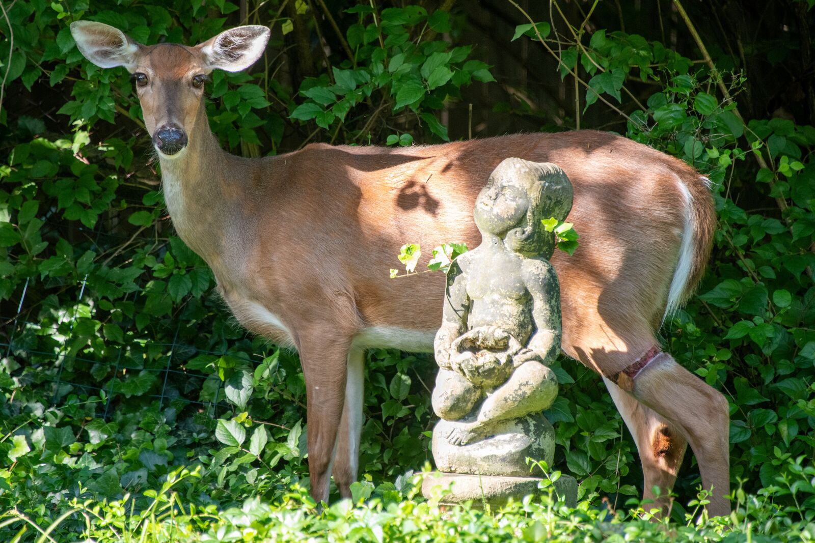 Nikon D850 sample photo. Deer, whitetail, white-tailed deer photography