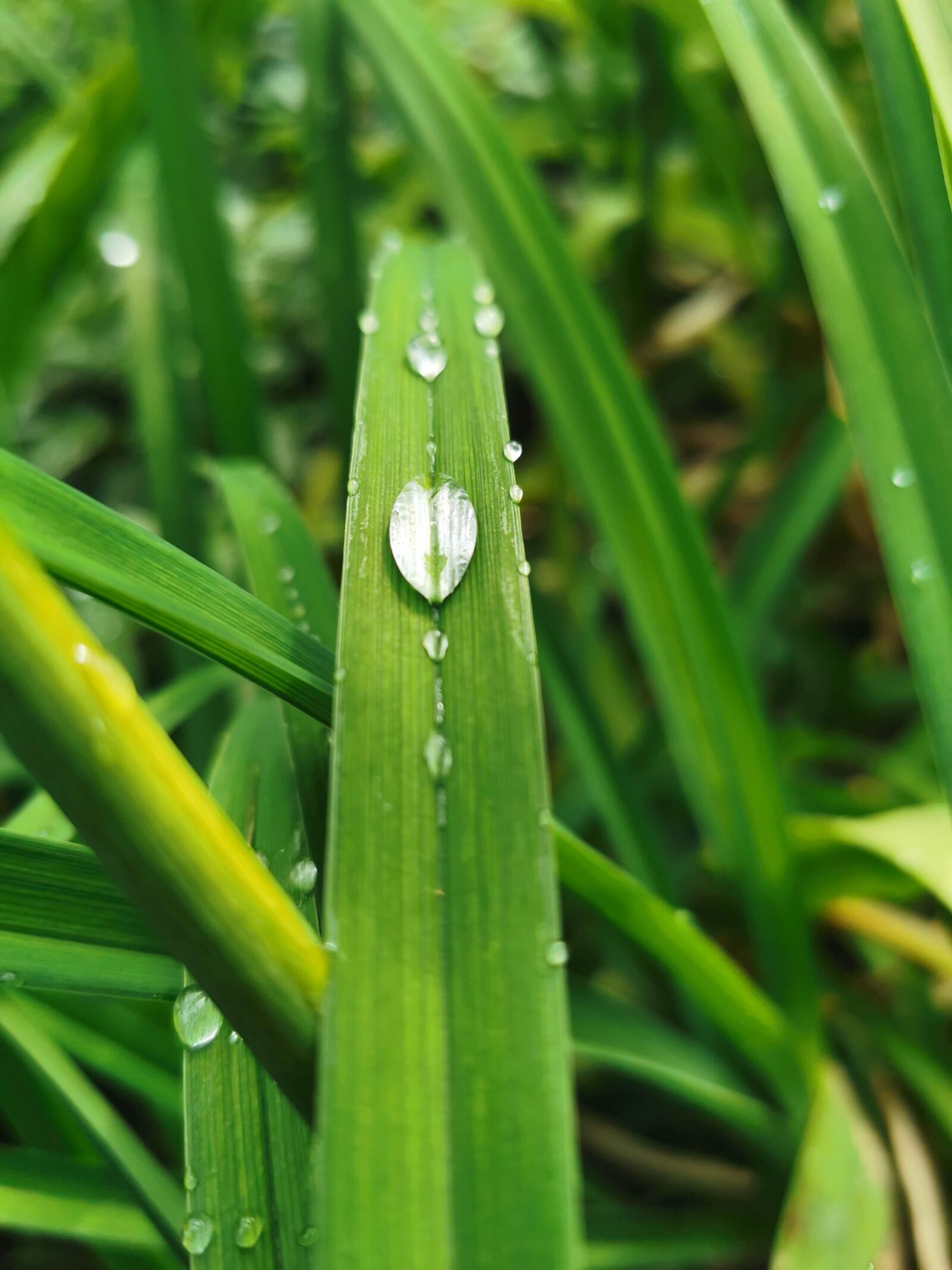 HUAWEI P30 Pro sample photo. Water, drops, grass photography