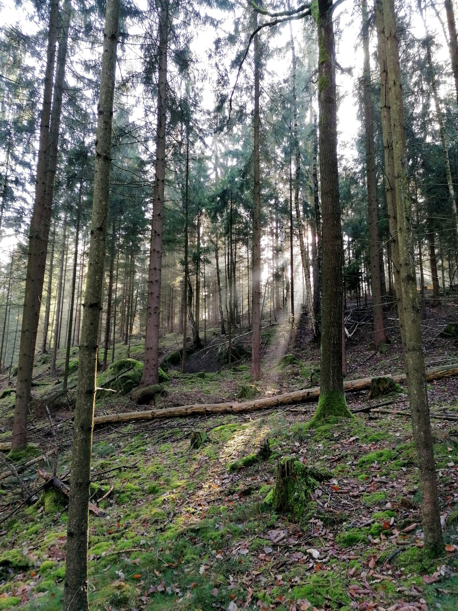 HUAWEI P30 LITE sample photo. Saxon switzerland, forest, sunbeam photography