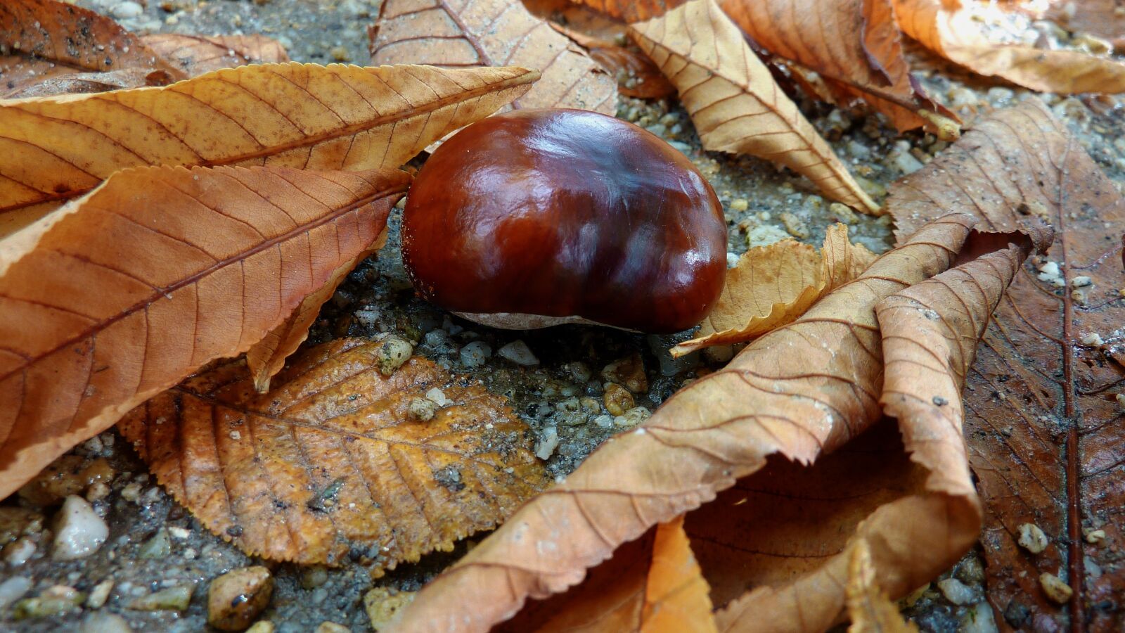Panasonic DMC-TZ7 sample photo. Chestnut, autumn, autumn forest photography