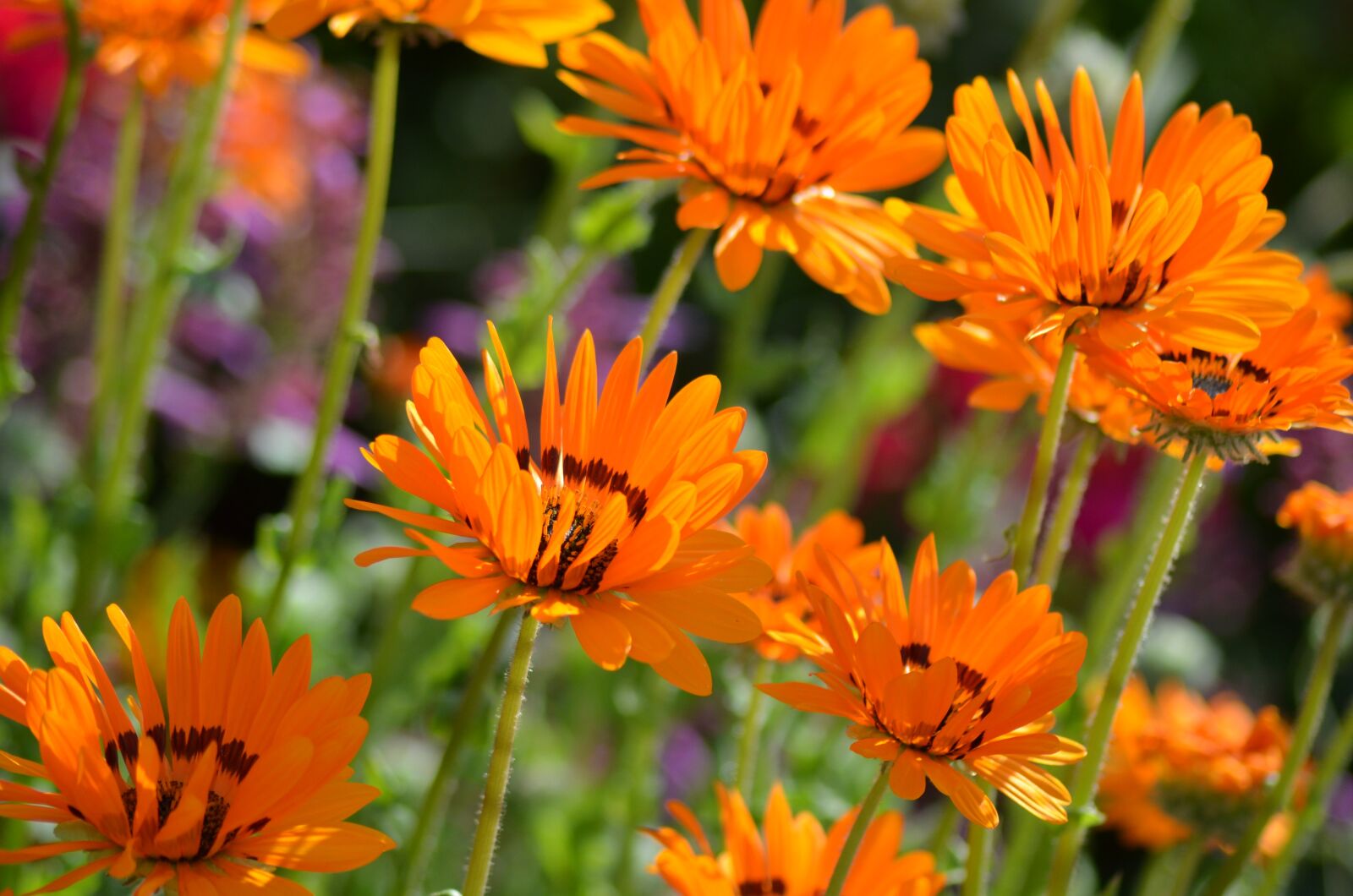 Nikon D5100 sample photo. Flower, nature, pollen photography
