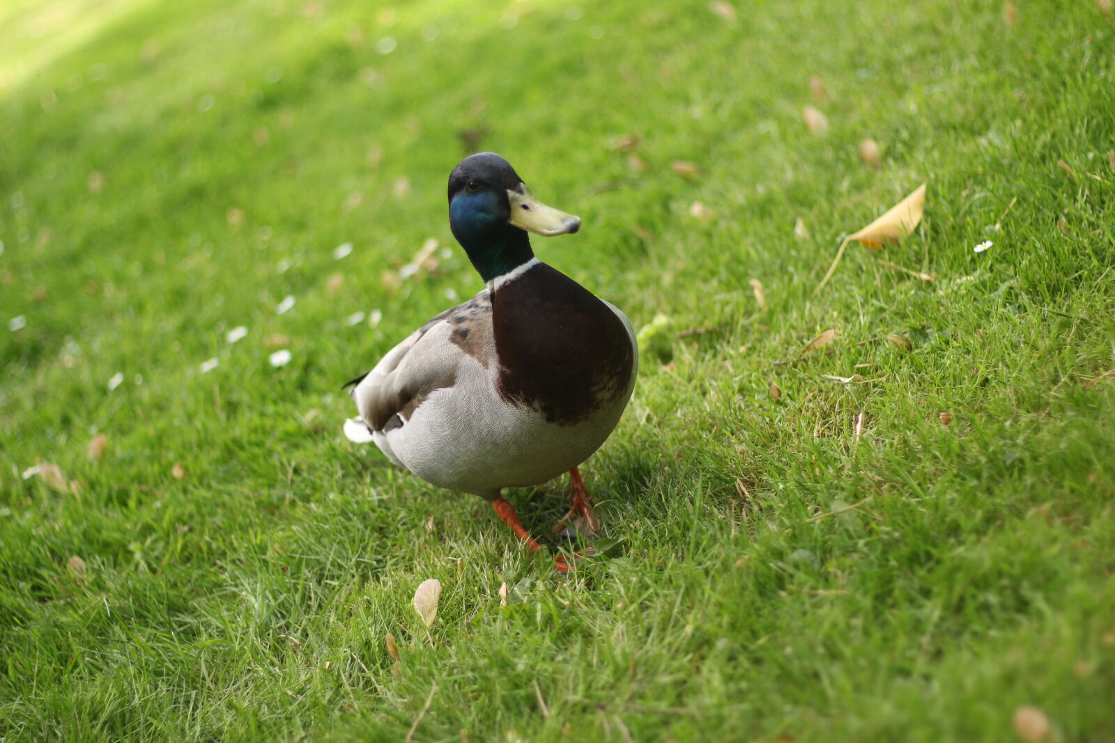 Canon EOS 700D (EOS Rebel T5i / EOS Kiss X7i) + Canon EF 50mm F1.8 STM sample photo. Duck, nature, rush photography