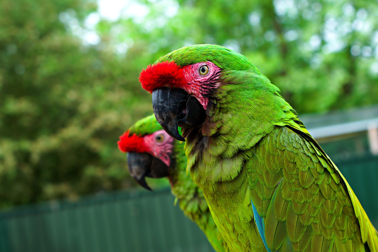 Nikon D3400 sample photo. Hyacinth, macaw, parrot photography