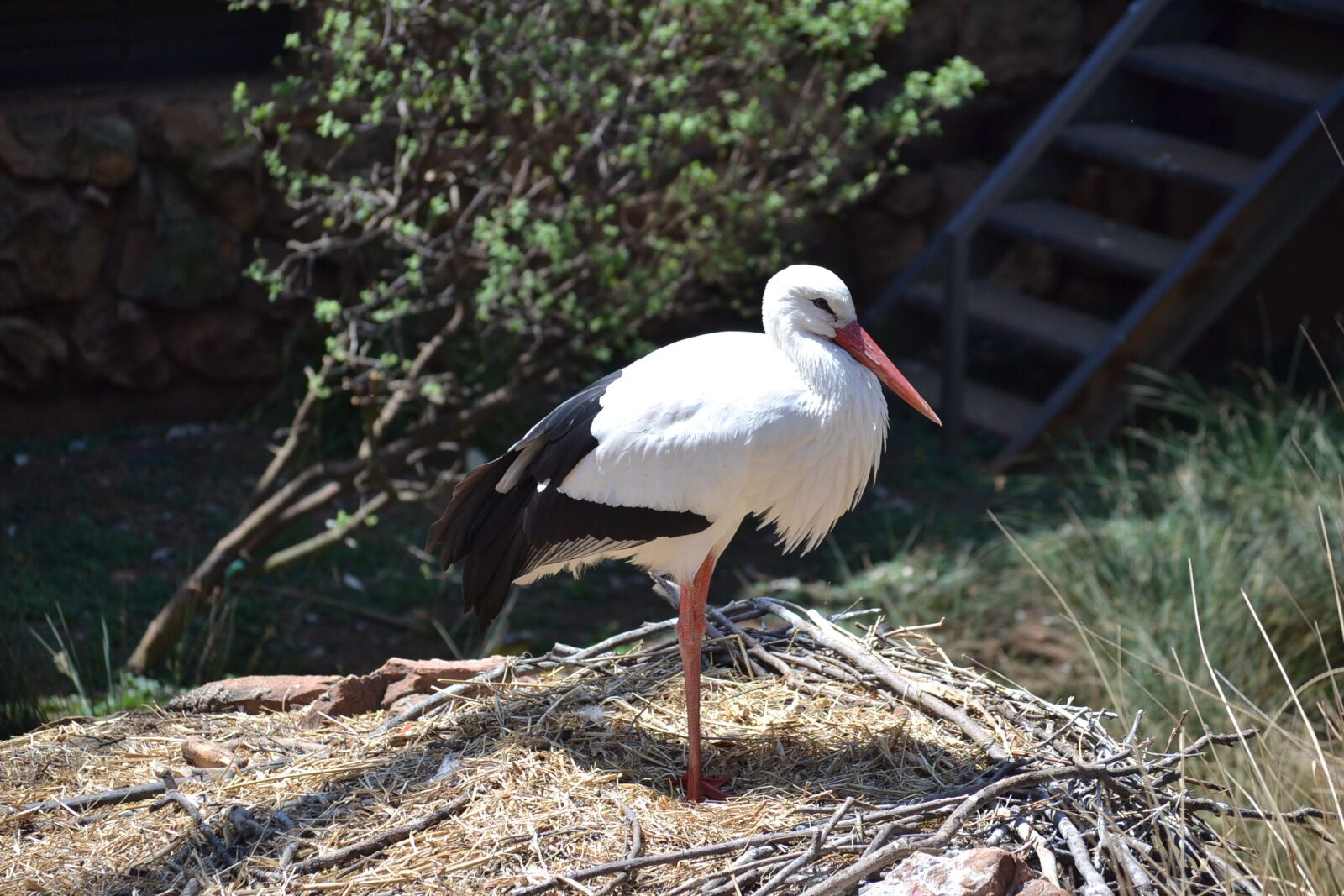 Nikon D3100 sample photo. Beak, feather, wing photography