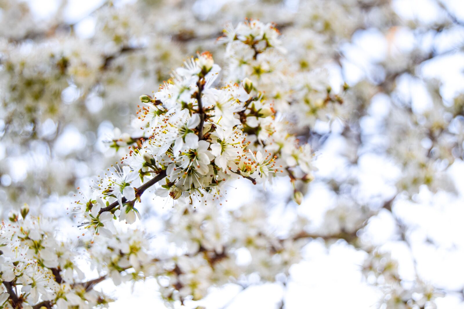 Nikon D3300 sample photo. Blossom, spring, flower photography