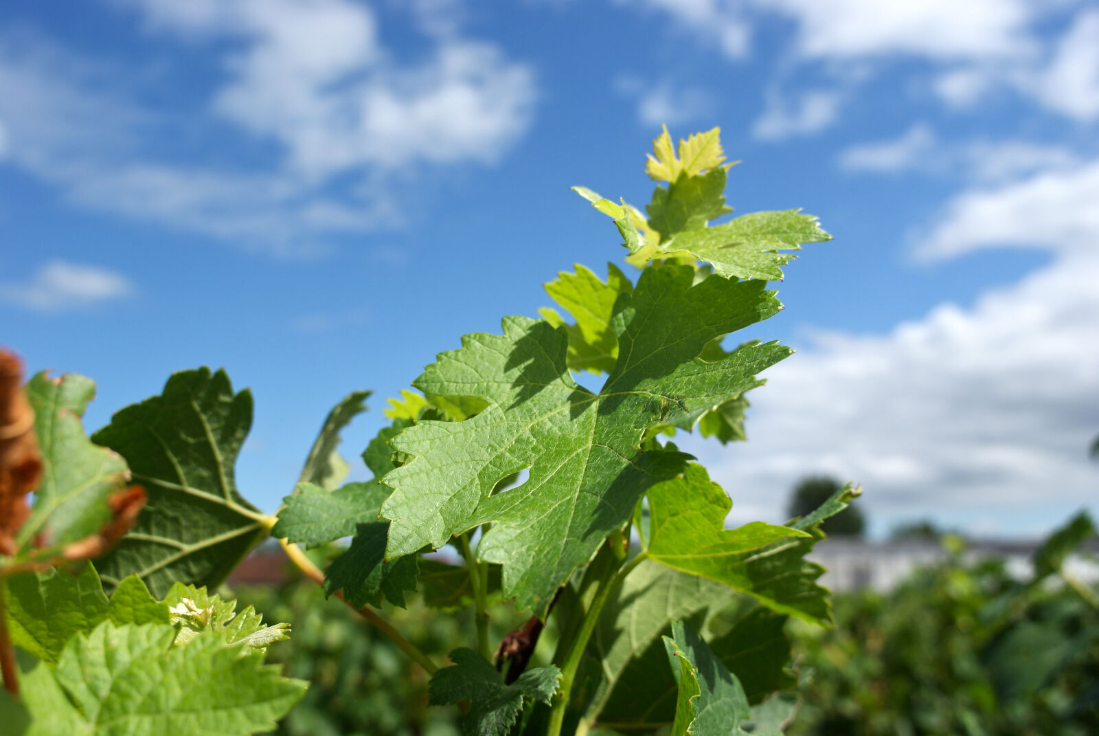 Sony Alpha DSLR-A200 sample photo. Feuille, de, vigne, vignoble photography