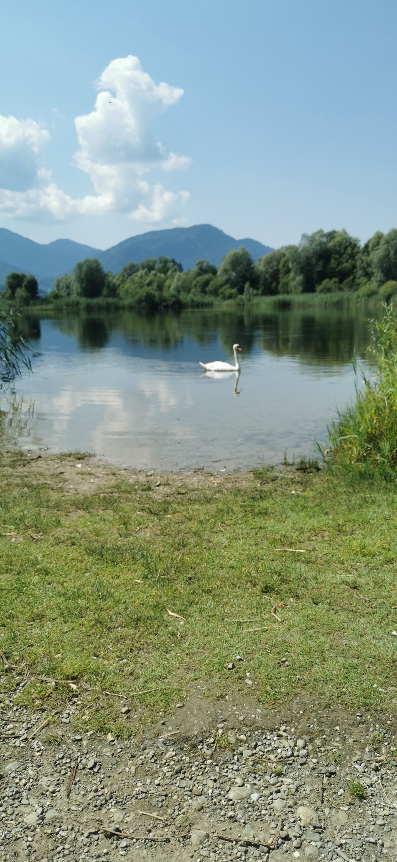 HUAWEI ELE-L29 sample photo. Lake, swan, mountains photography