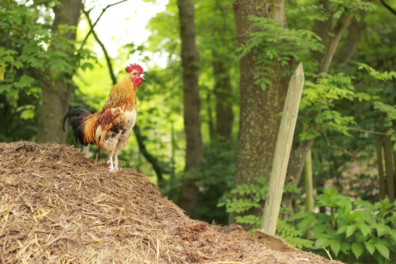 Canon EOS 700D (EOS Rebel T5i / EOS Kiss X7i) + Canon EF 50mm F1.8 STM sample photo. Hahn, dung, farm photography