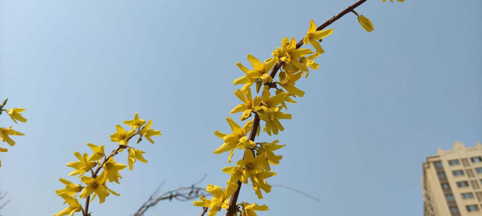 Xiaomi Redmi K30 5G sample photo. Winter jasmine, jasmine, beijing photography
