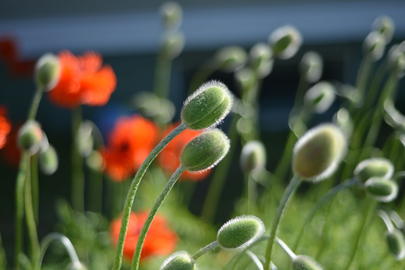 Nikon D800 sample photo. Poppy, summer, orange photography