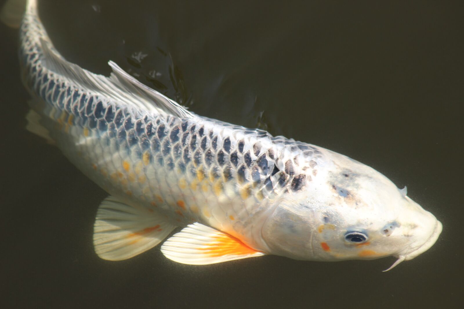 Canon EOS 600D (Rebel EOS T3i / EOS Kiss X5) sample photo. Koi, brocade carp, fish photography