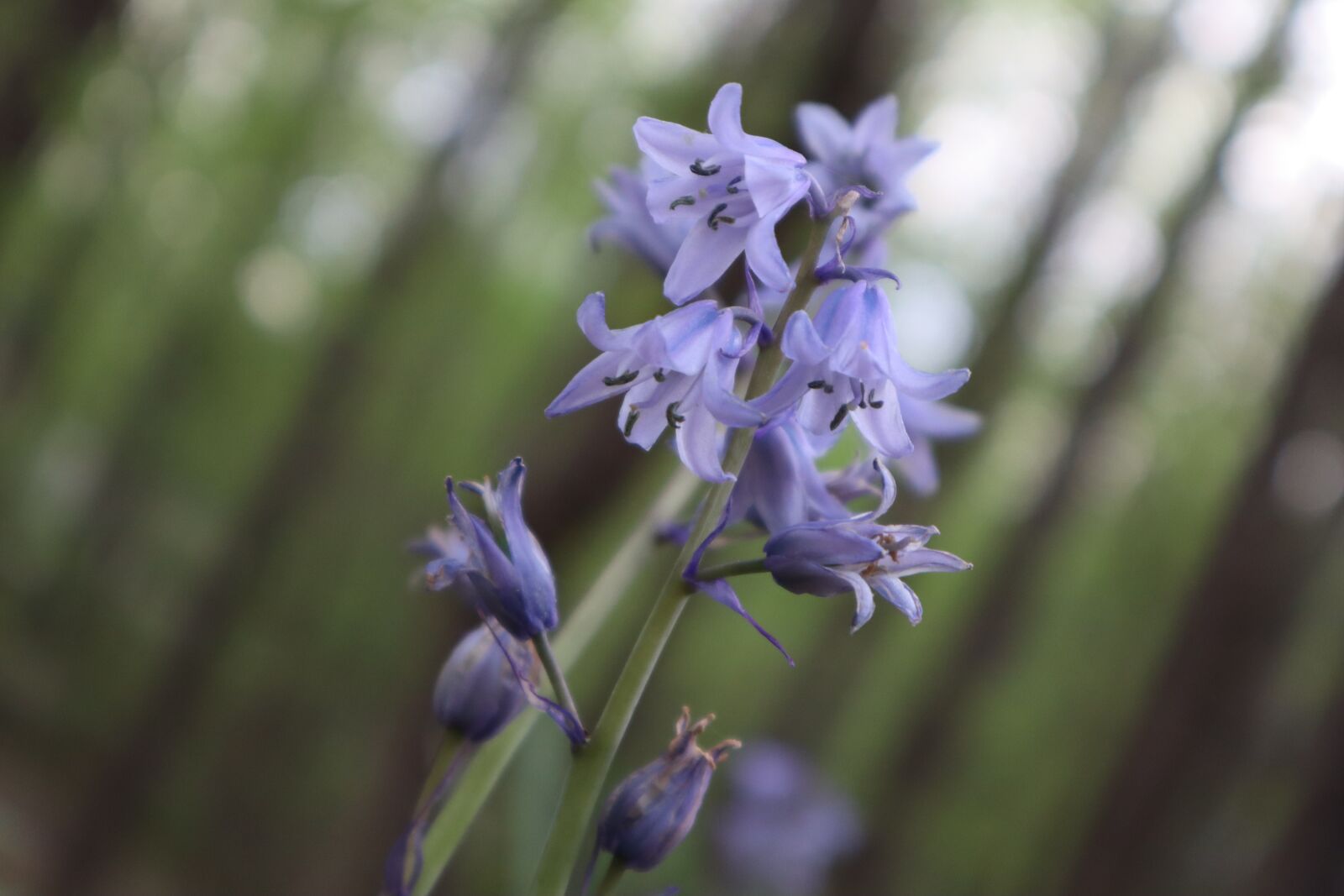Canon EF-M 15-45mm F3.5-6.3 IS STM sample photo. Lavender, purple, flower photography